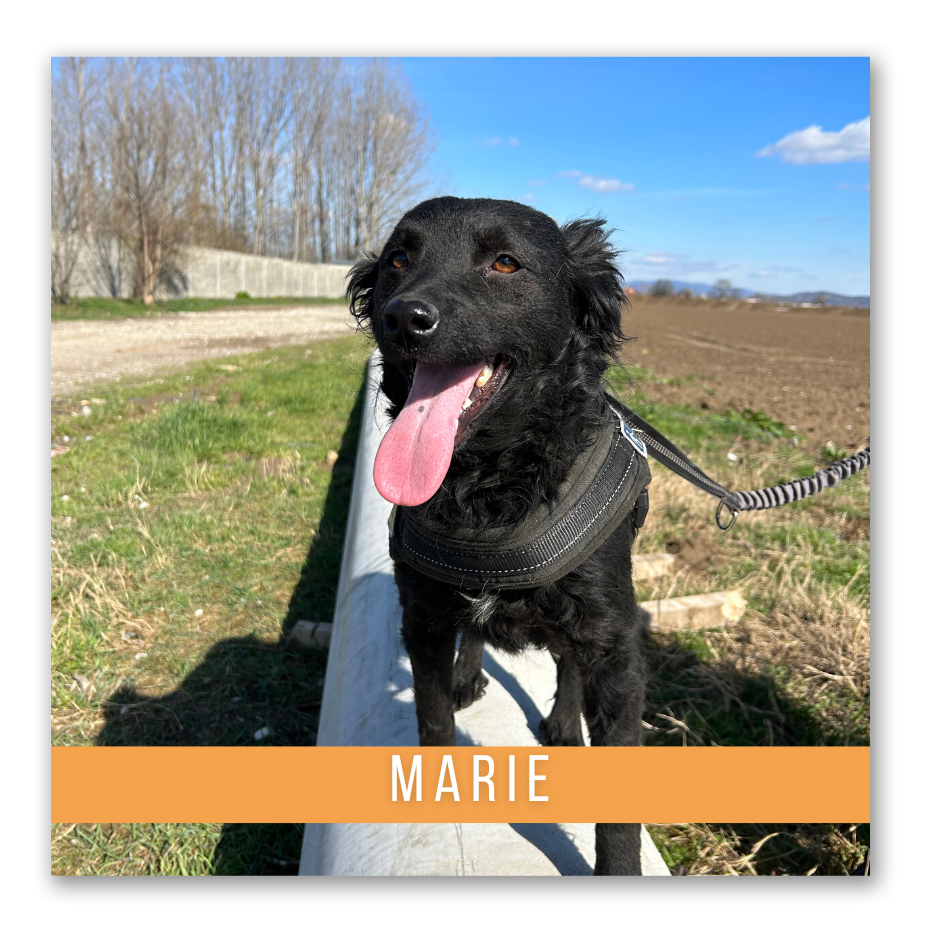 Marie (Geadopteerd)
