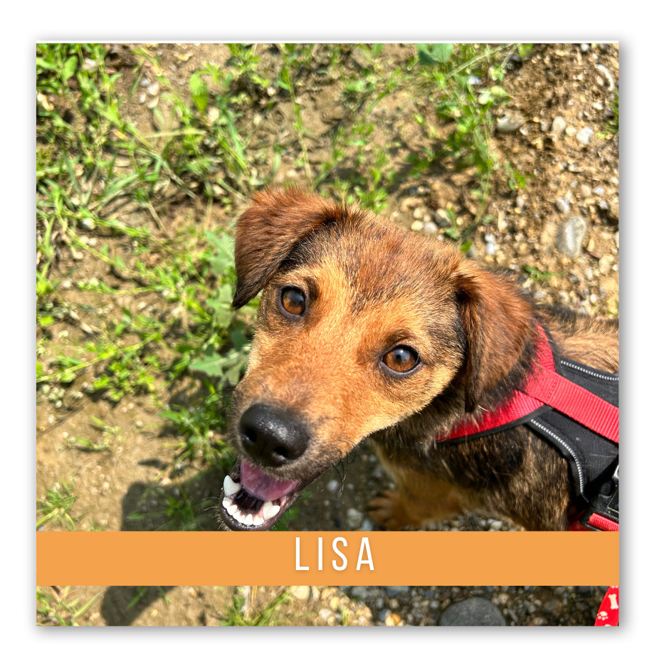 Lisa (Geadopteerd)