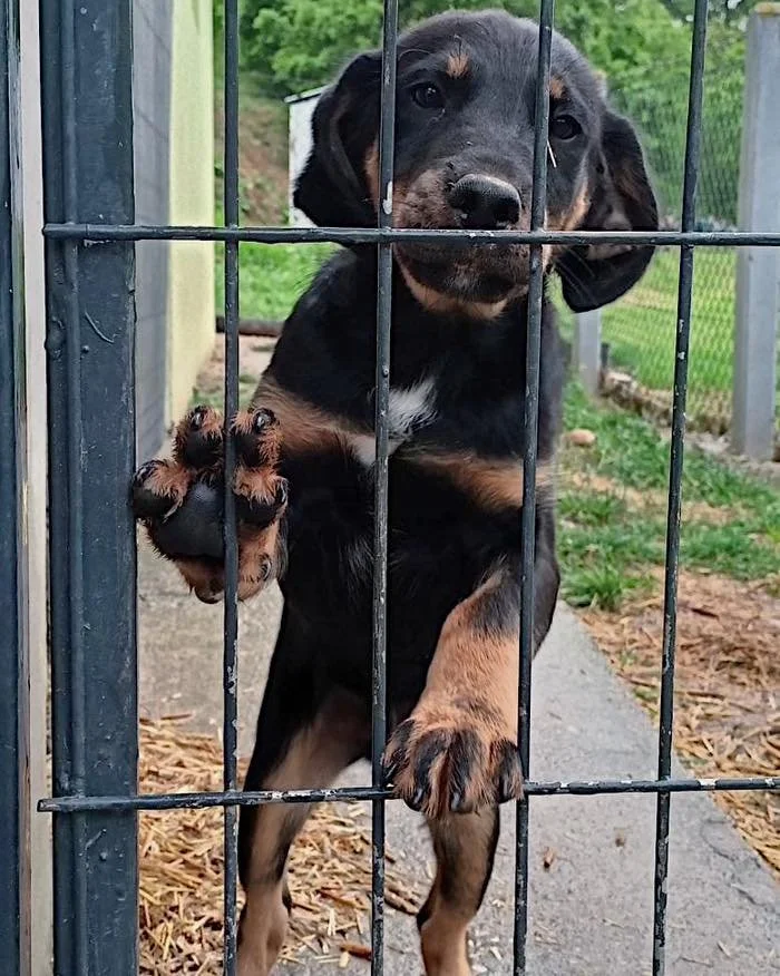 Otis (Geadopteerd)