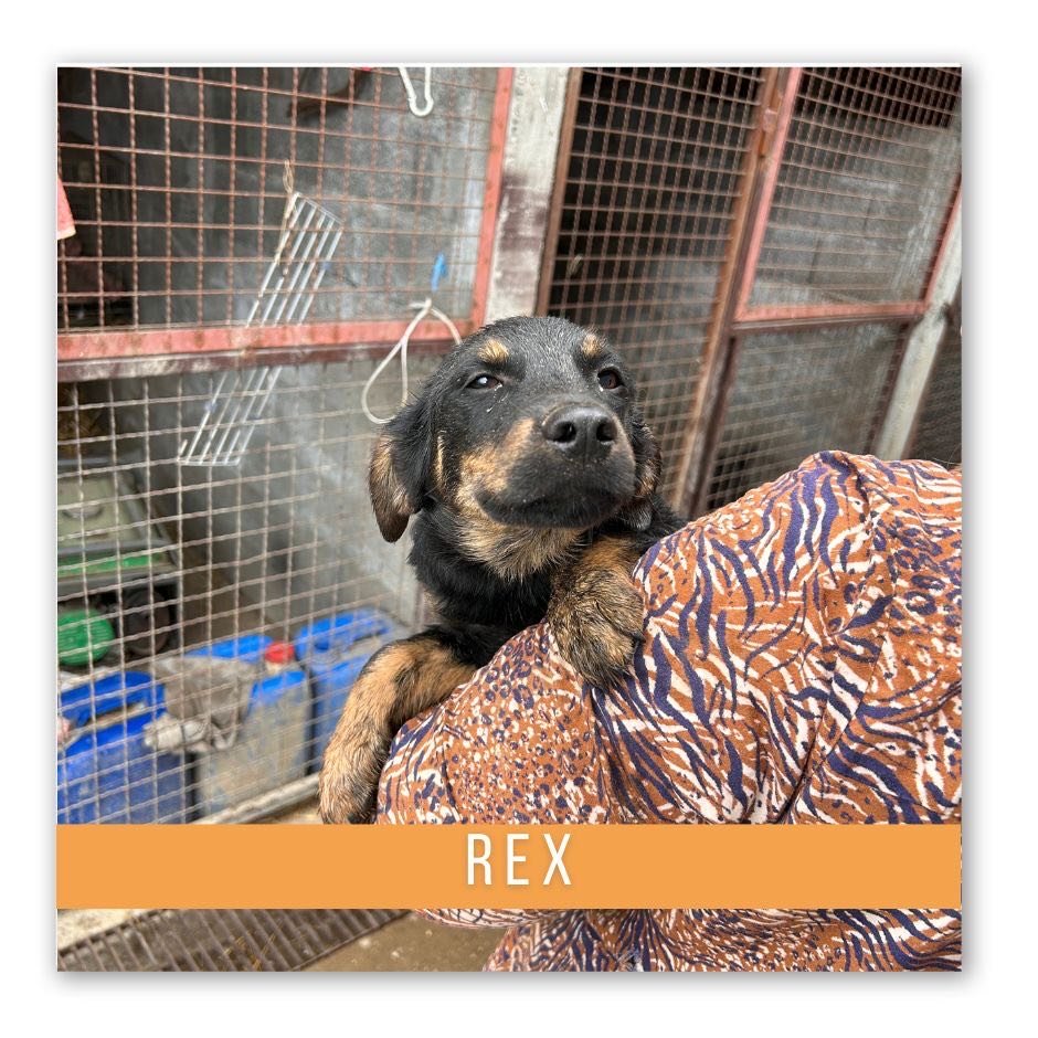 rex.jpeg