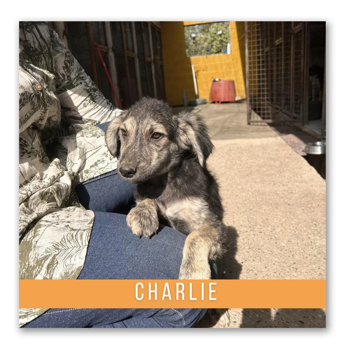 Charlie (Geadopteerd)
