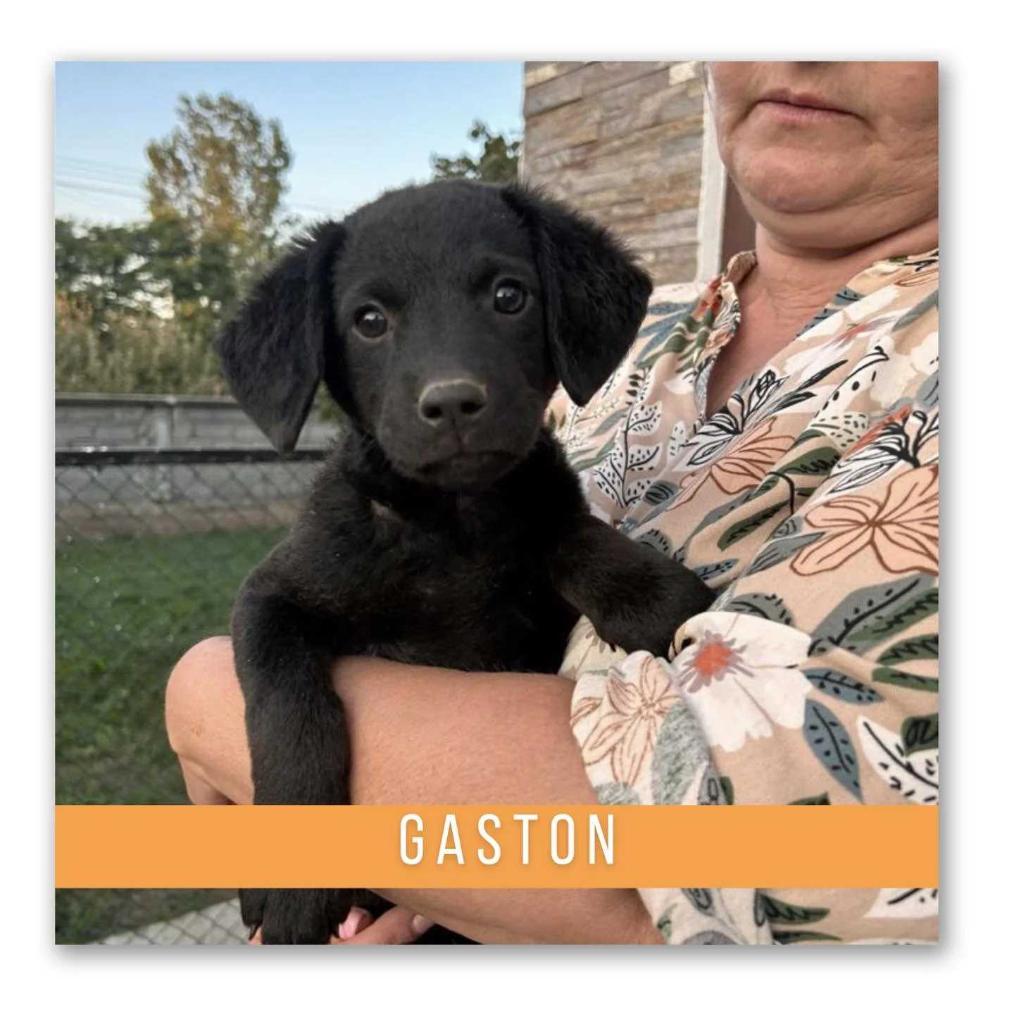 Gaston (Geadopteerd)