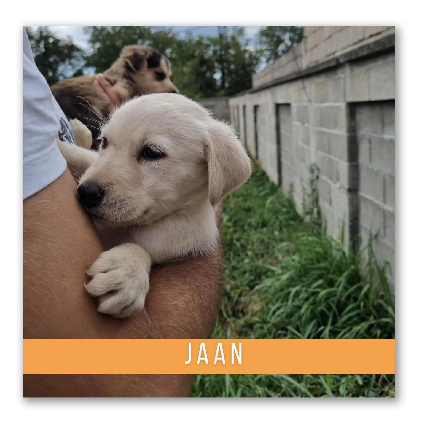 Jaan (Geadopteerd)