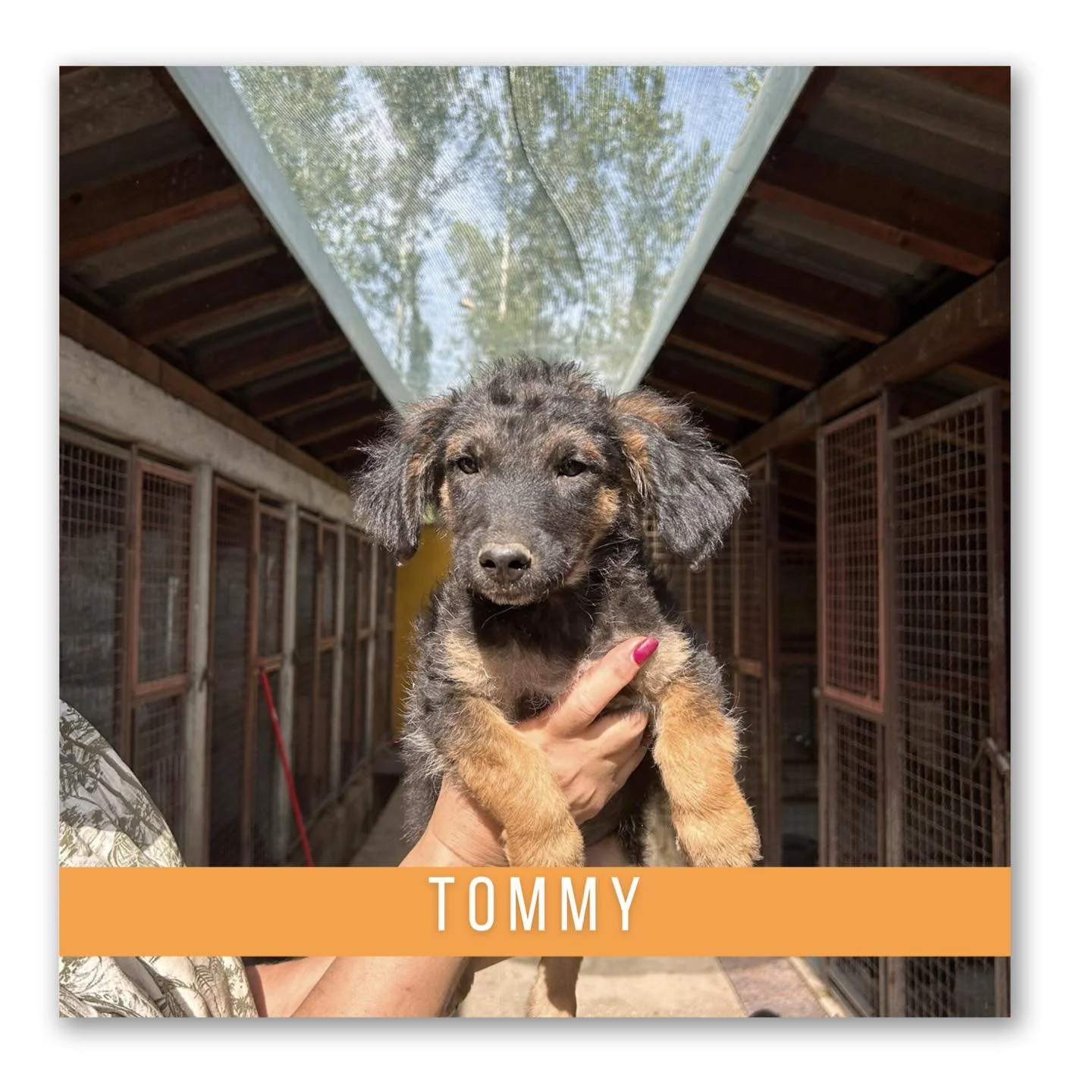 Tommy (Geadopteerd)