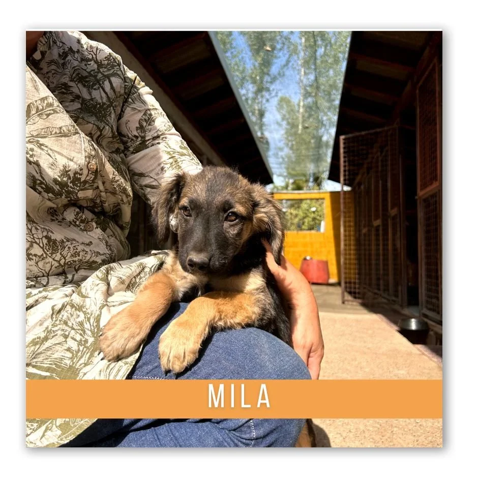 Mila (Geadopteerd)