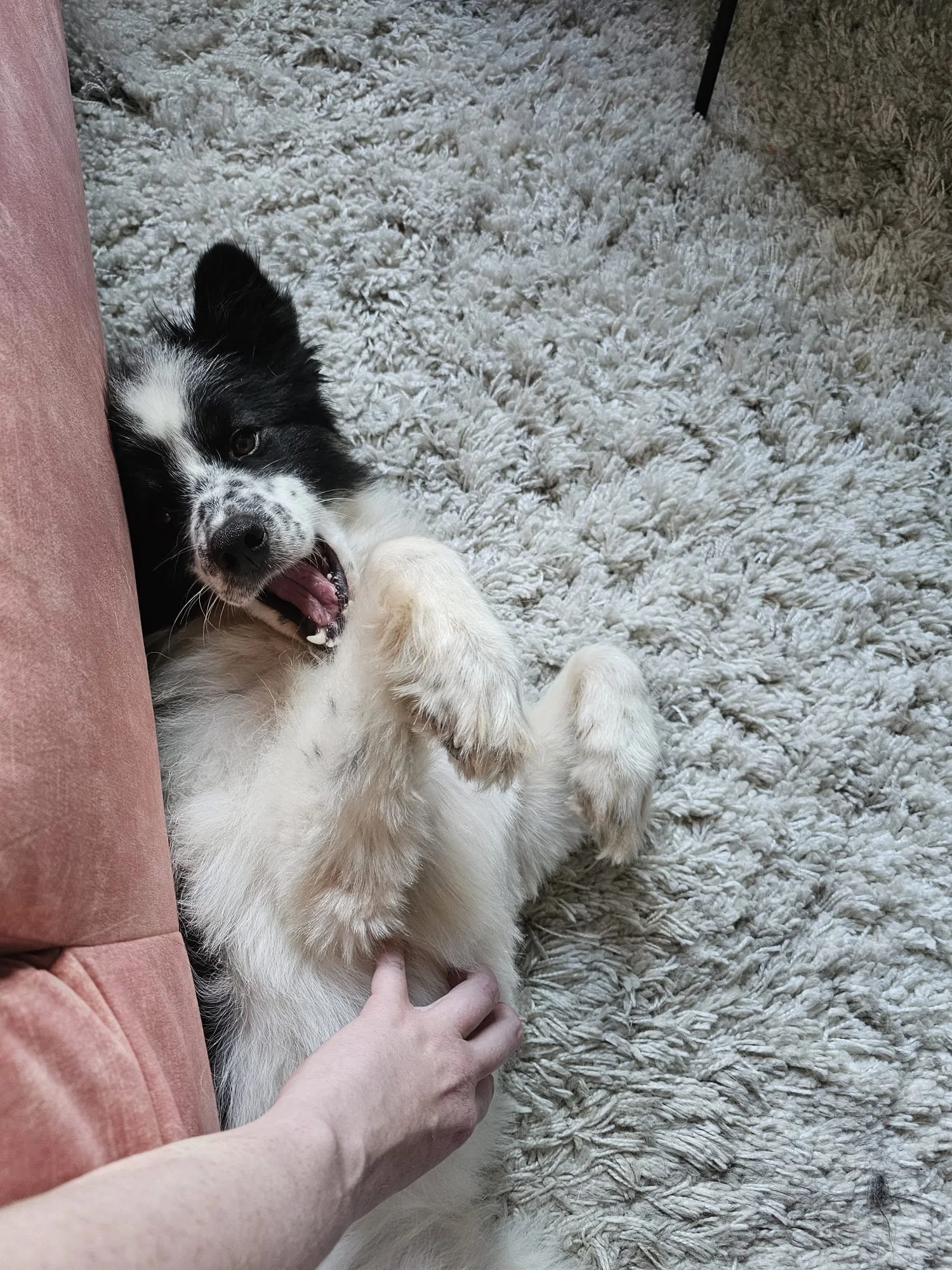 Boef (Geadopteerd)