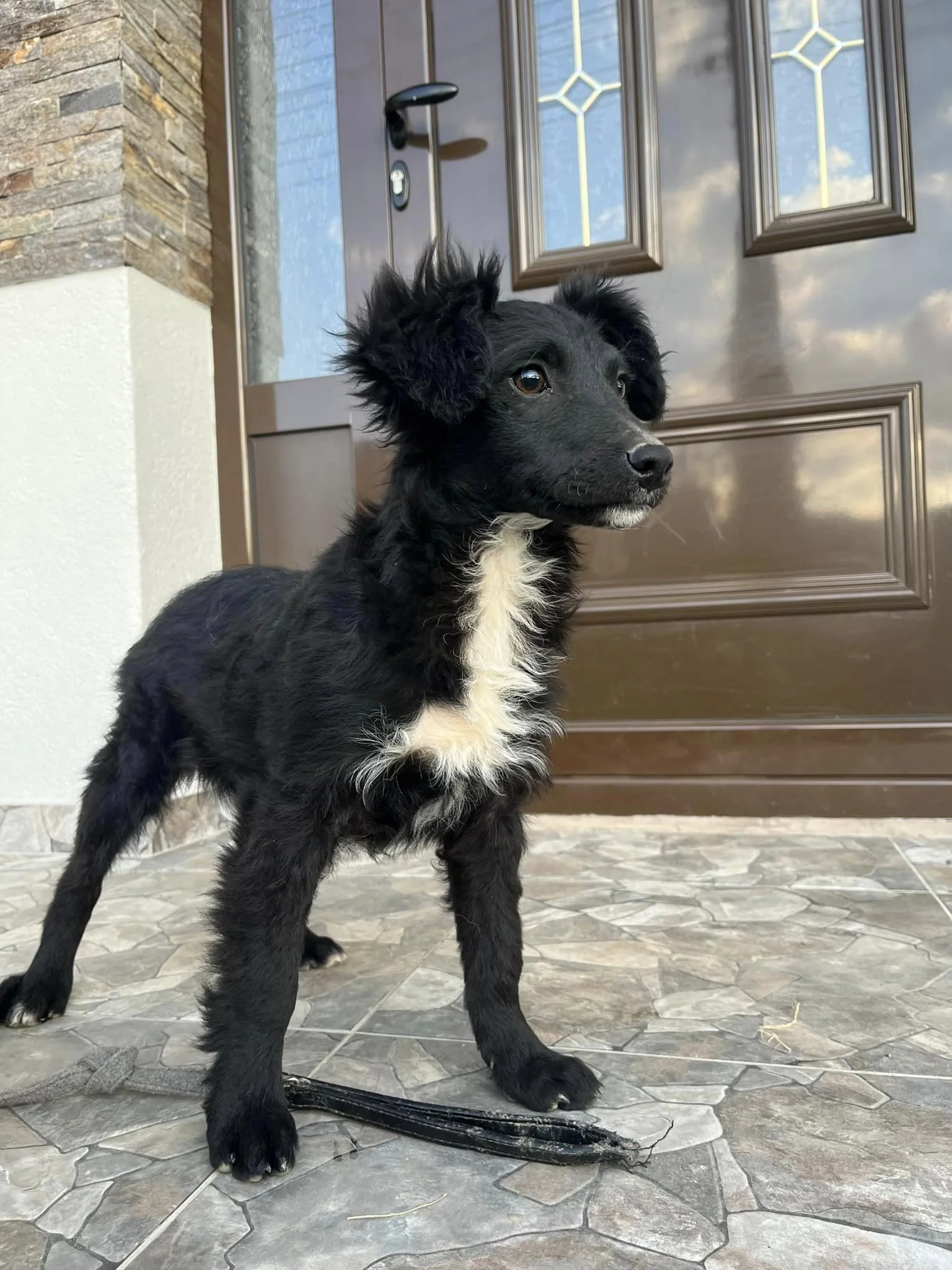 Dina (Geadopteerd)