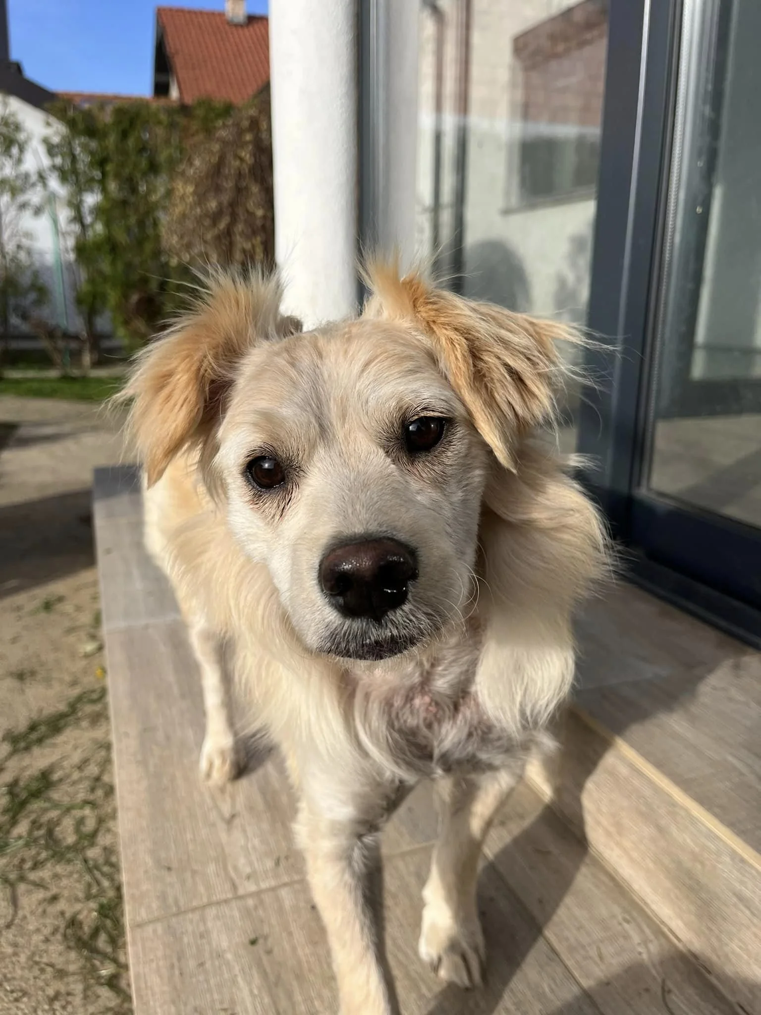 Féline (Geadopteerd)