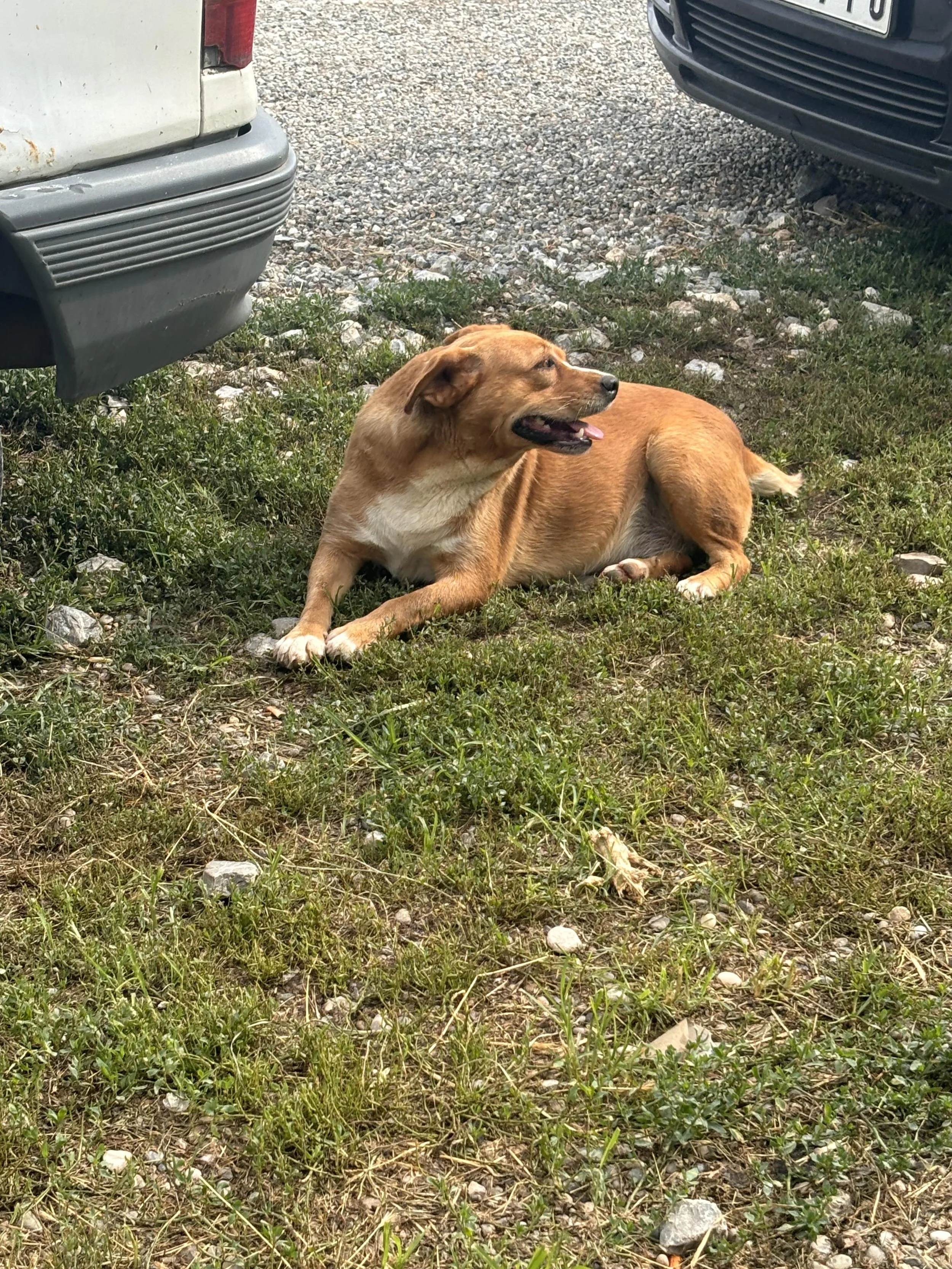 _PLAATSINGSOVEREENKOMST LEA - SARAH JORDAENS.jpg