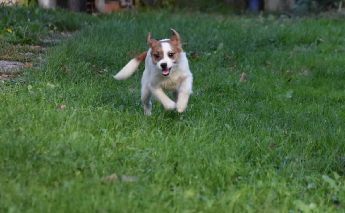 Charlie (Geadopteerd)