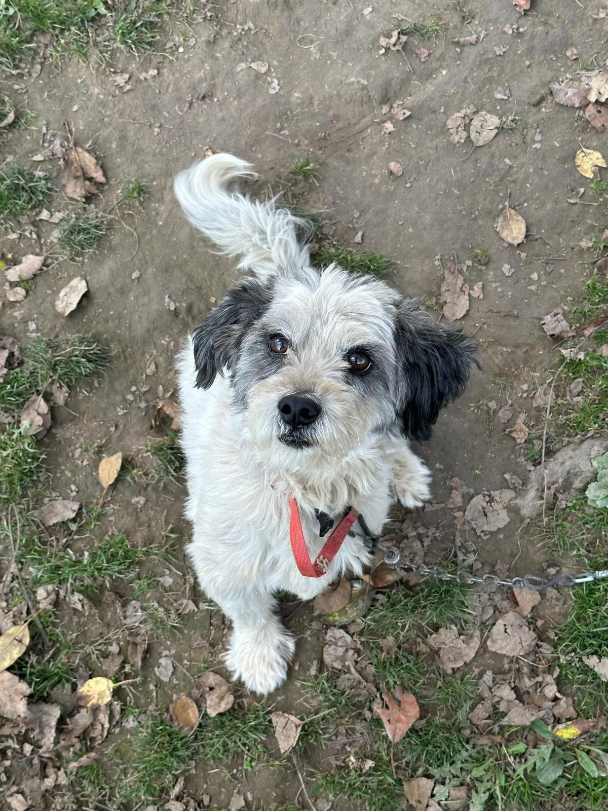 Bailey (Geadopteerd)