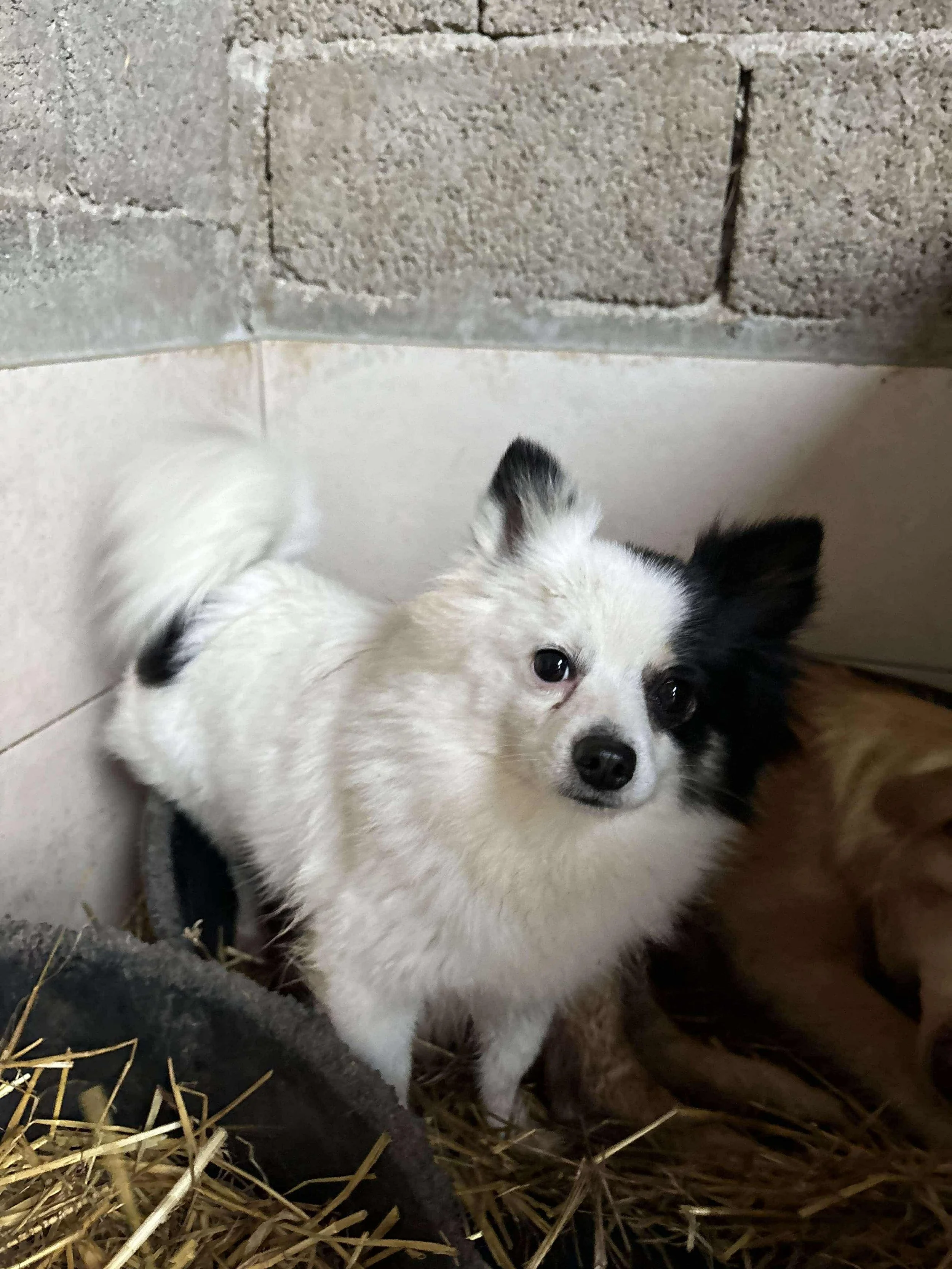 Flekica (Geadopteerd)