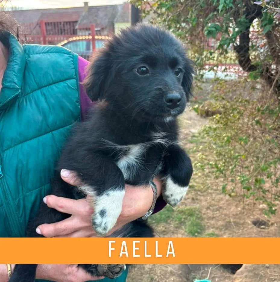 faella.jpg
