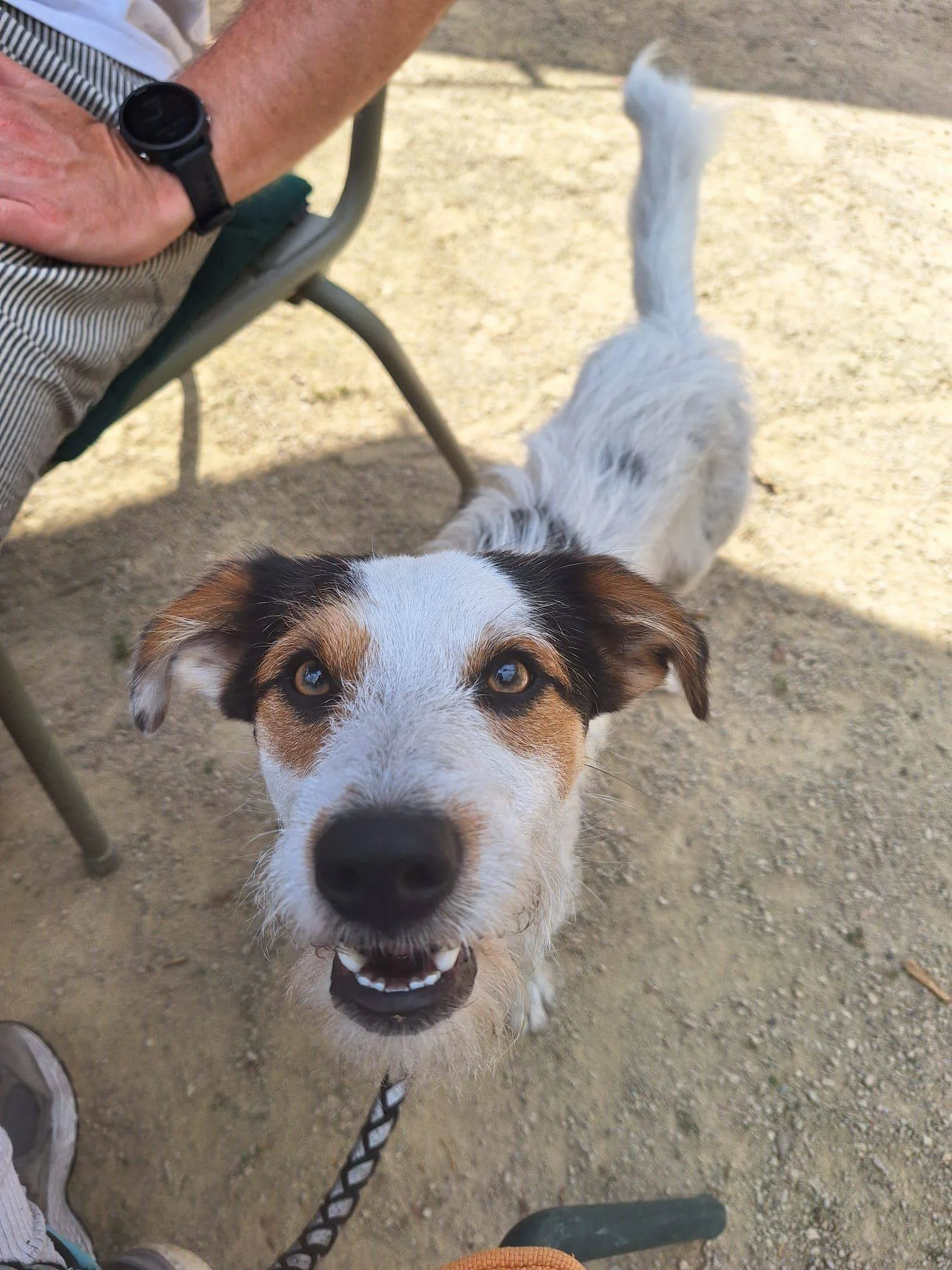 Ollie (= in Nederland!)