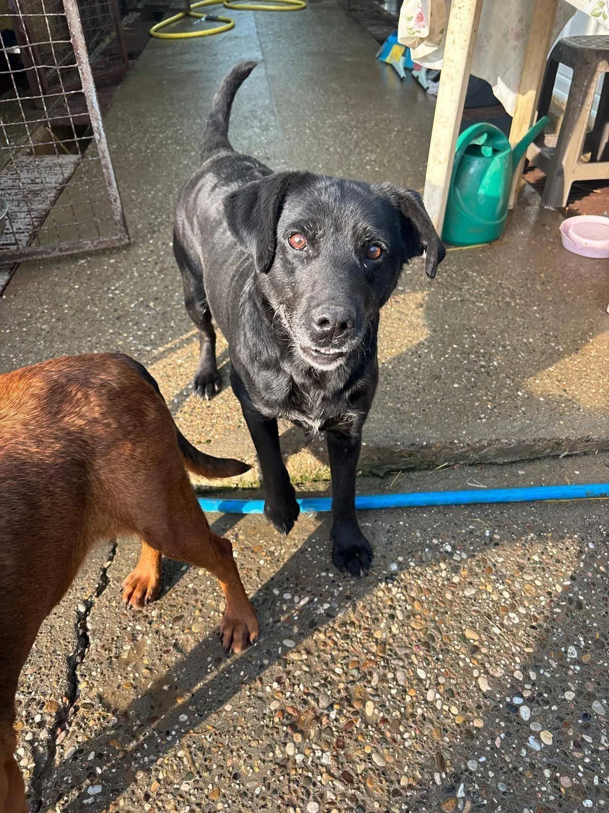 HULP GEVRAAGD: opvang voor angstige honden