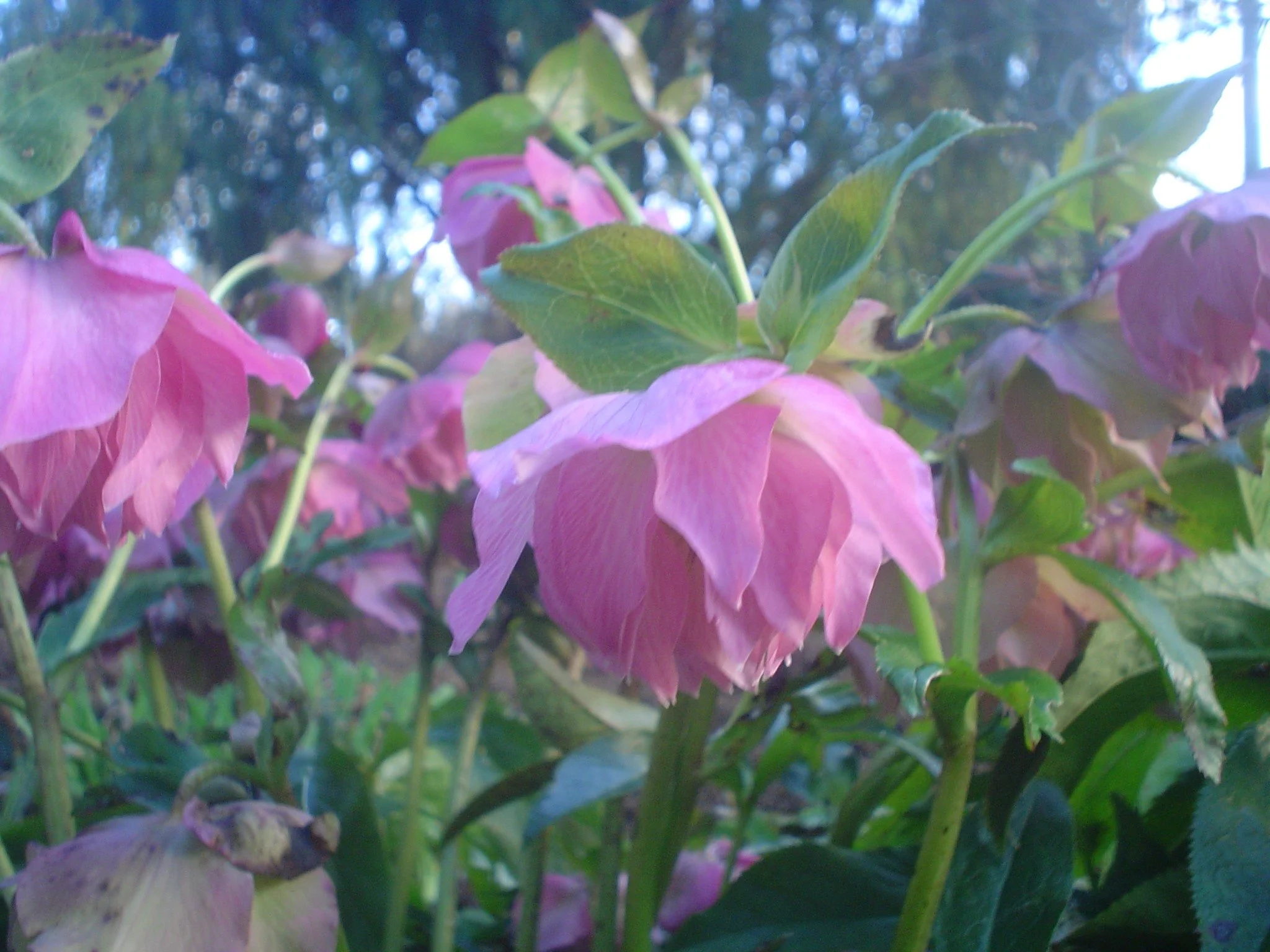 double pink hellebore — Seed and Bulb Treasures