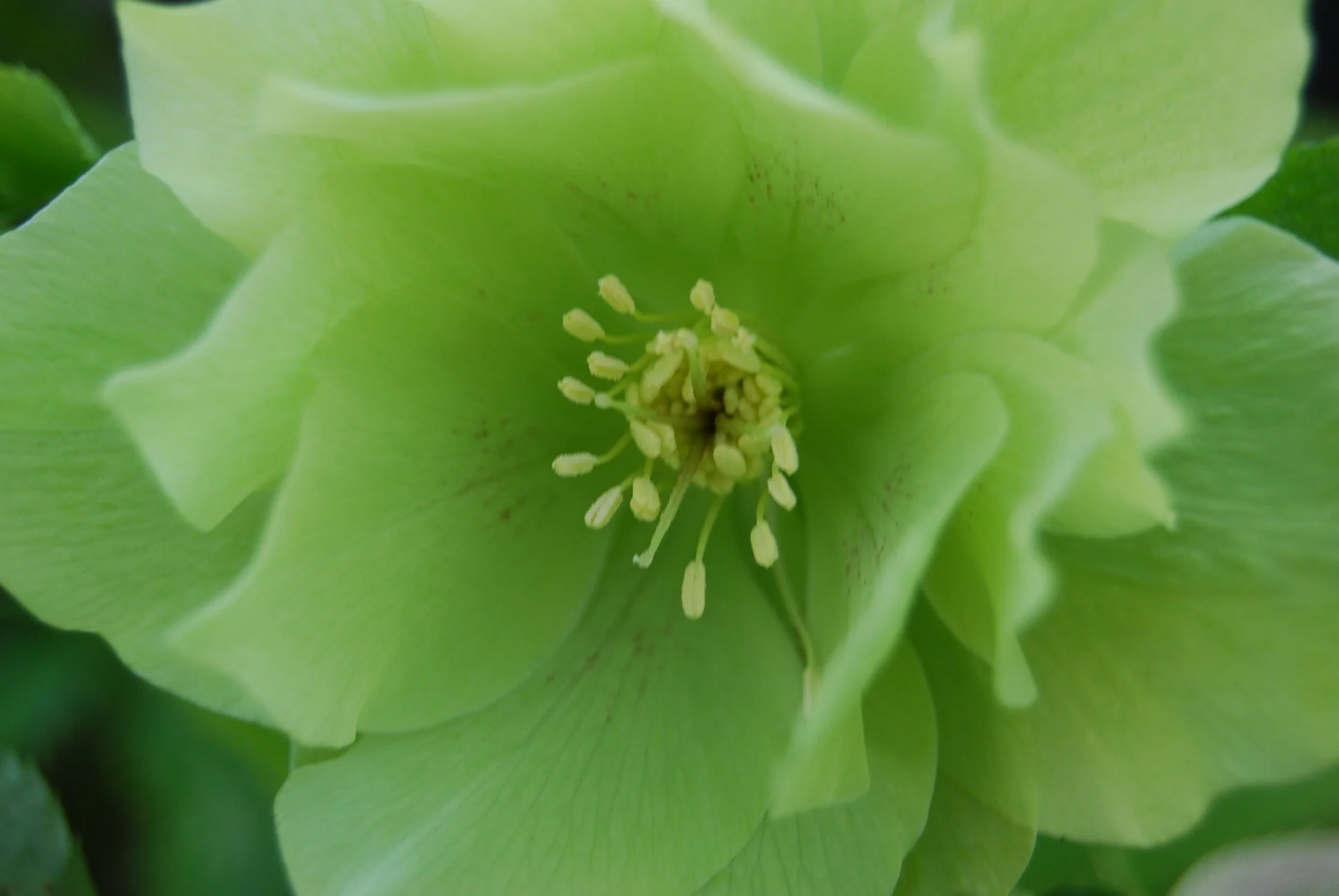 double green hellebore — Seed and Bulb Treasures