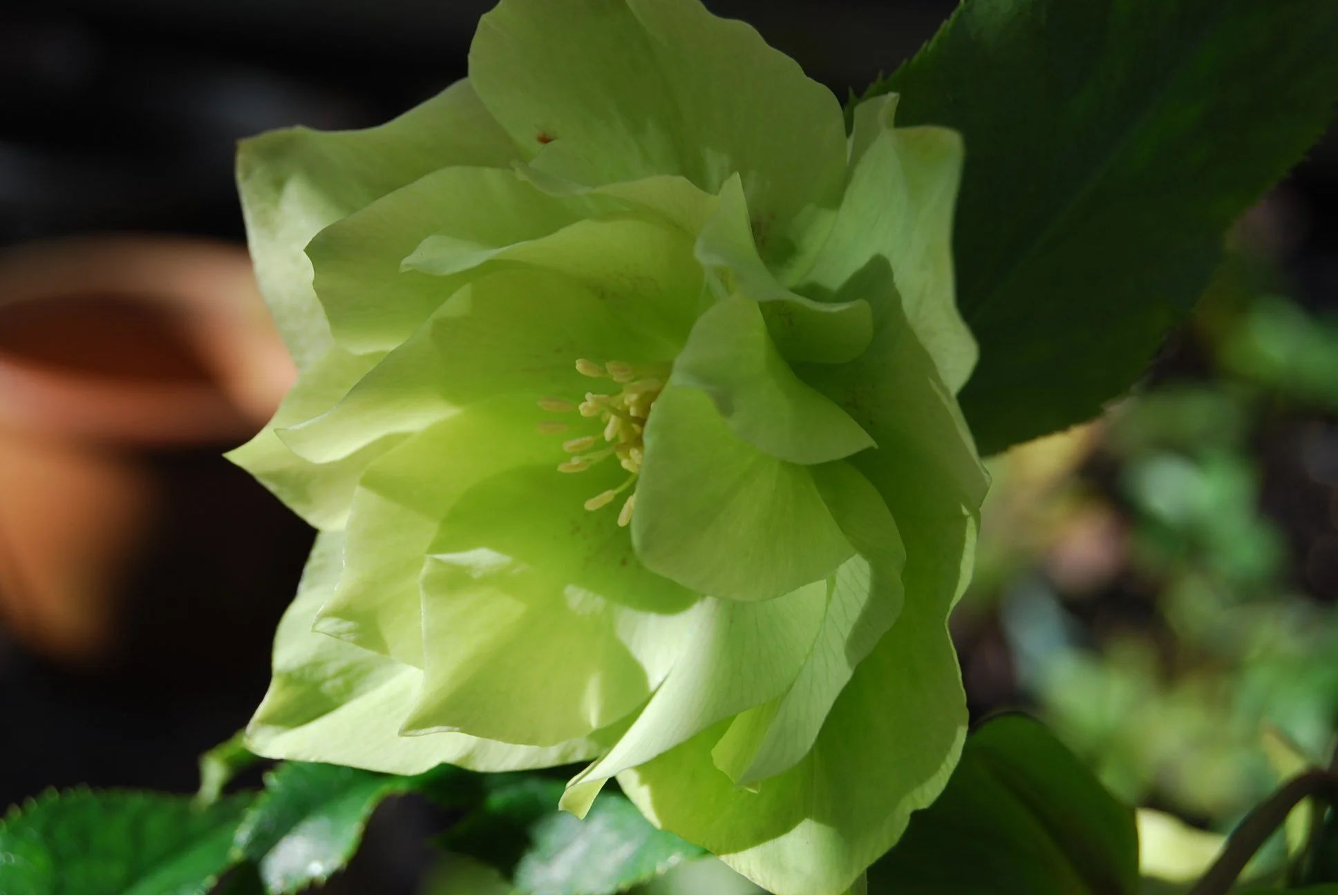 double green hellebore — Seed and Bulb Treasures