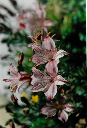 Alstromeria hookeri.png