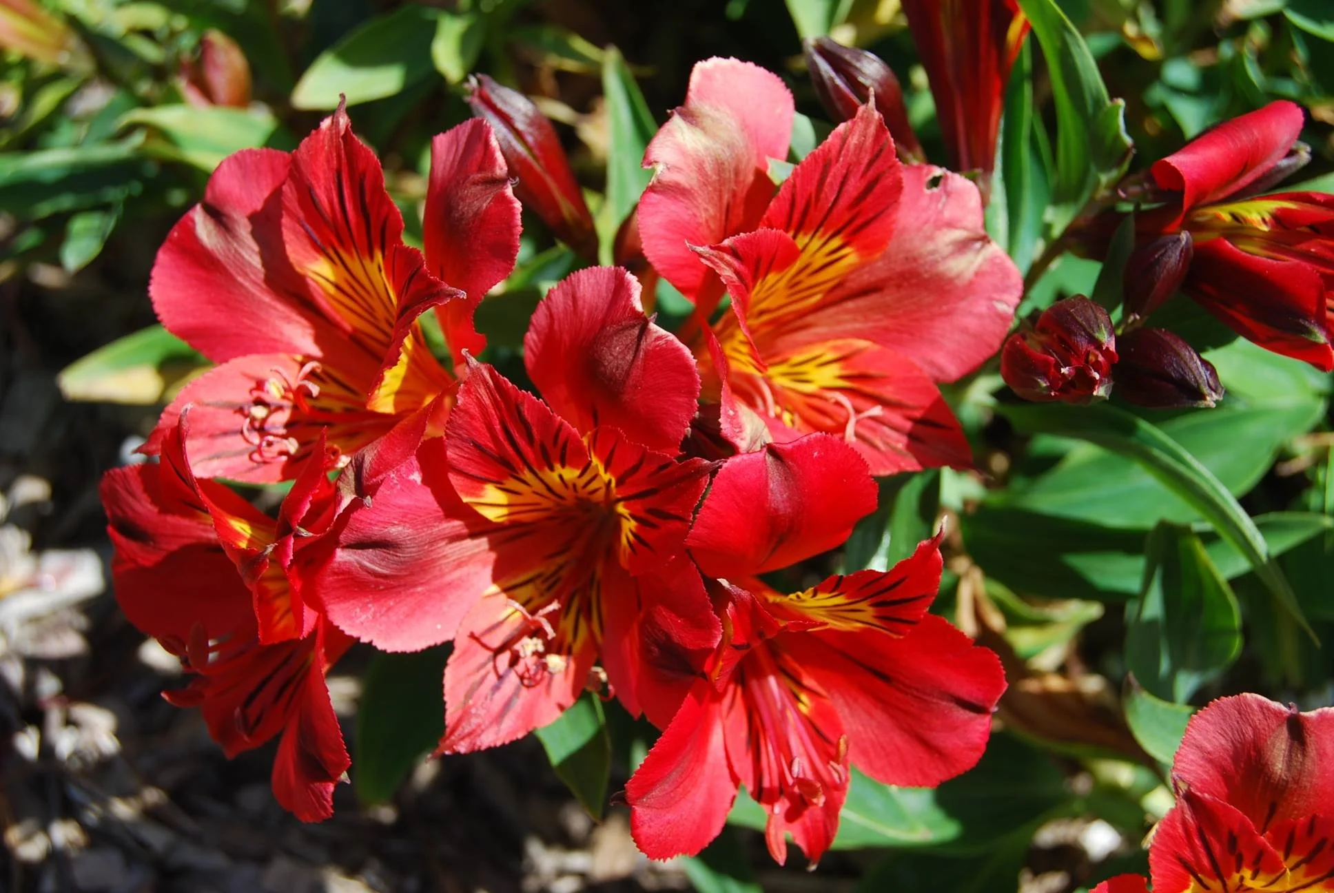 Alstroemeria dwarf mix — Seed and Bulb Treasures