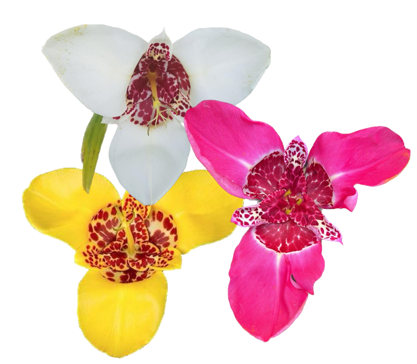 Tigridia pavonia mixed (20 seeds)