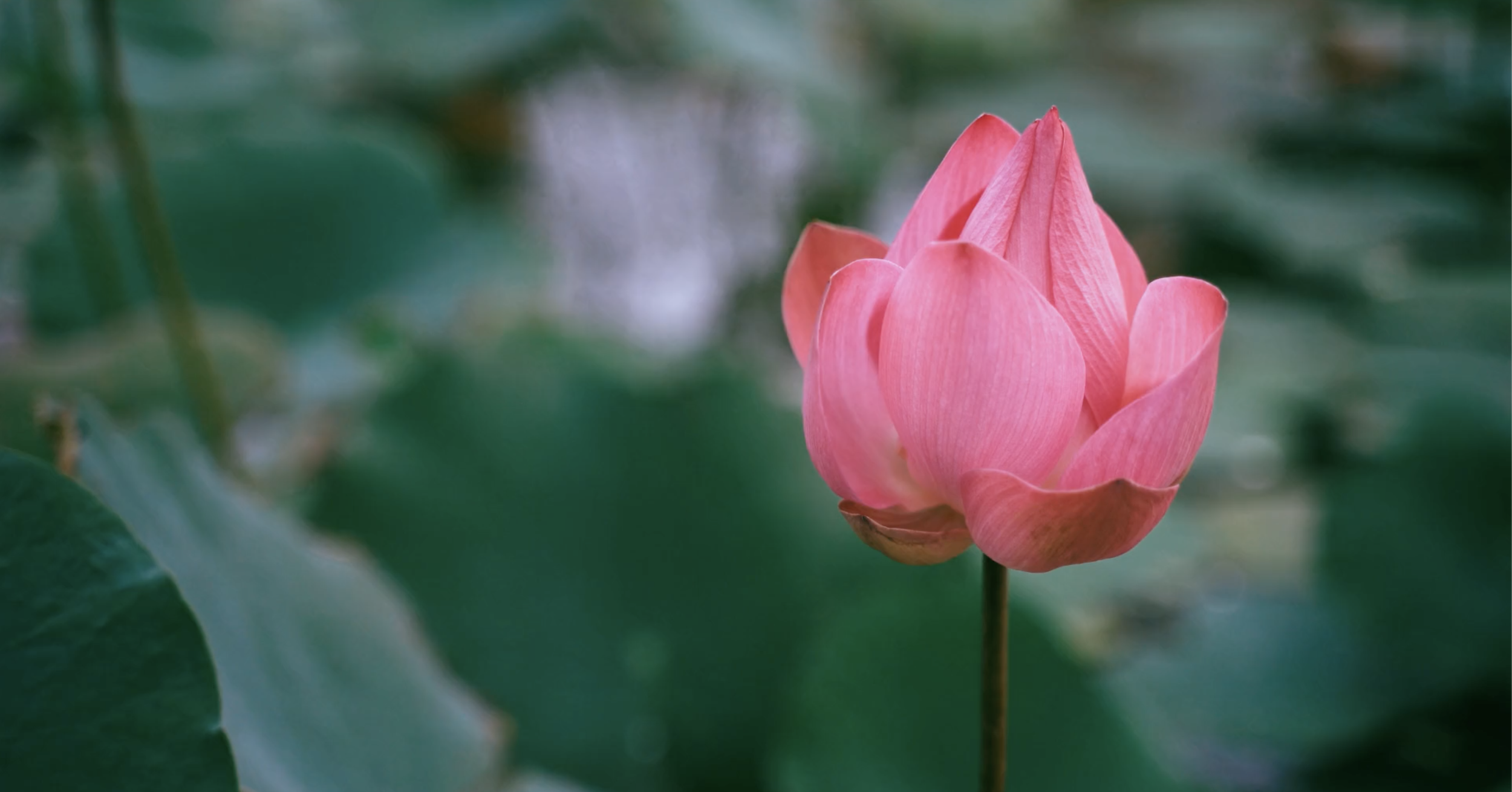 Soul Nectar Perfume Lotus.png