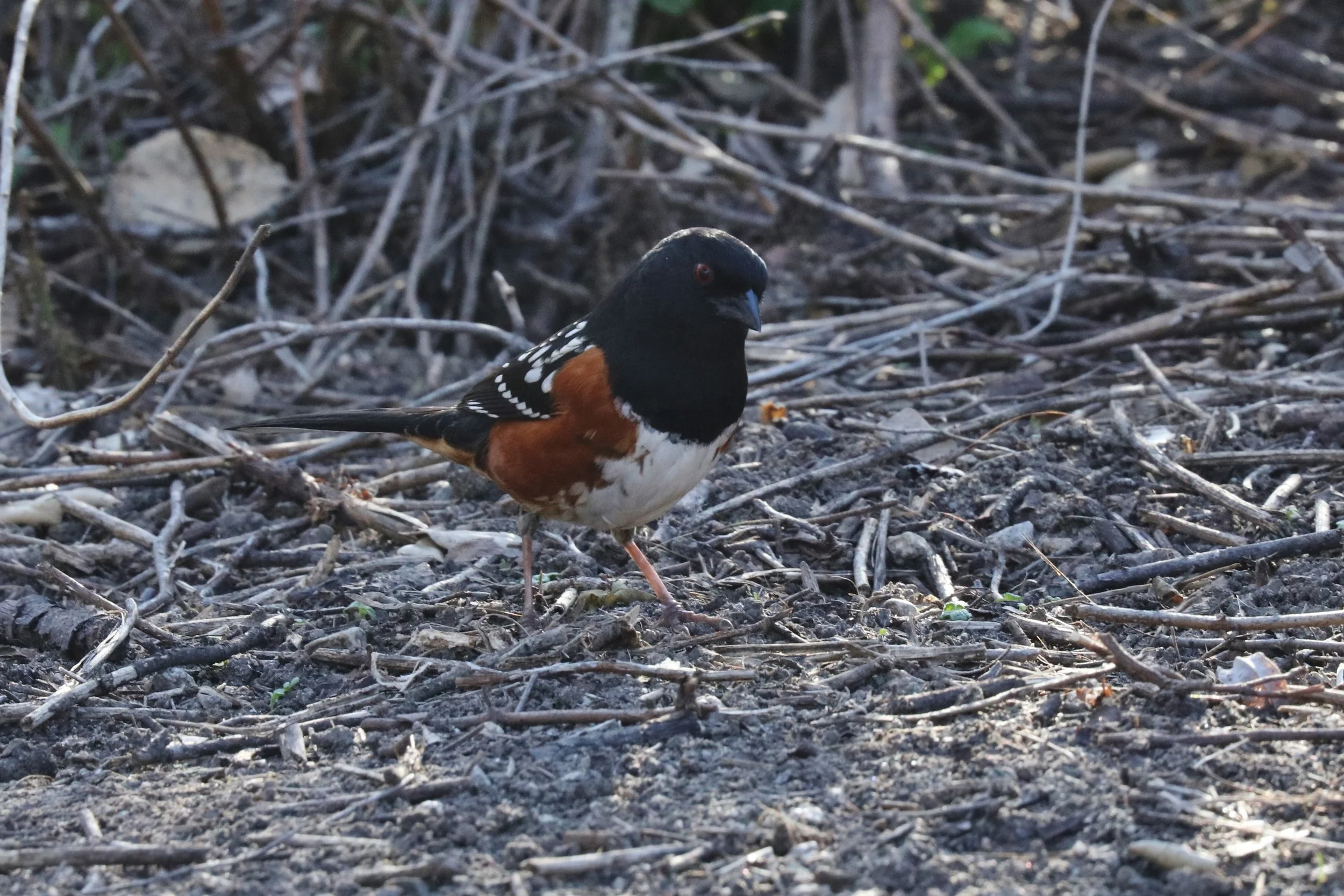 American Towhee