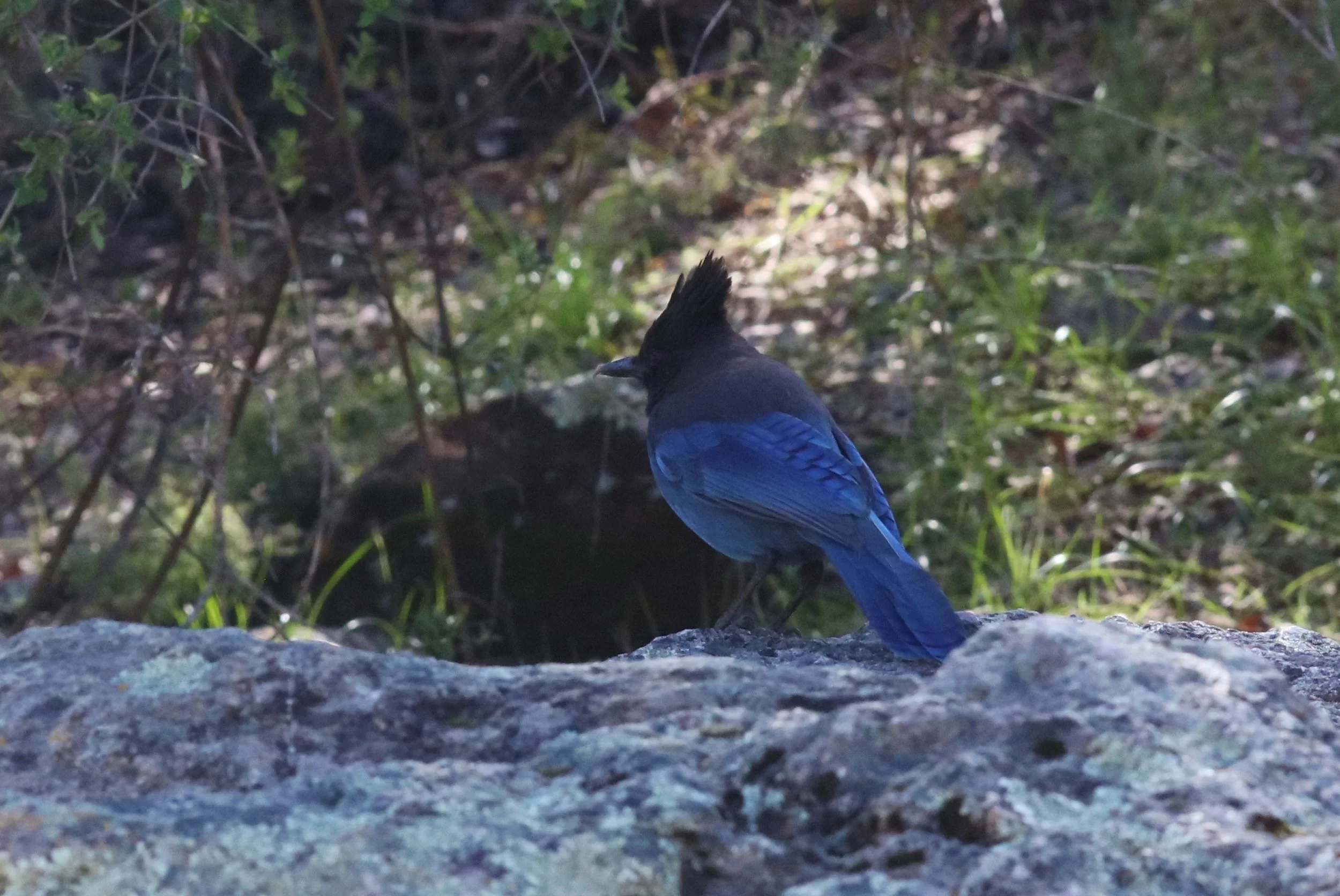 For a little color, a Stellar Jay.