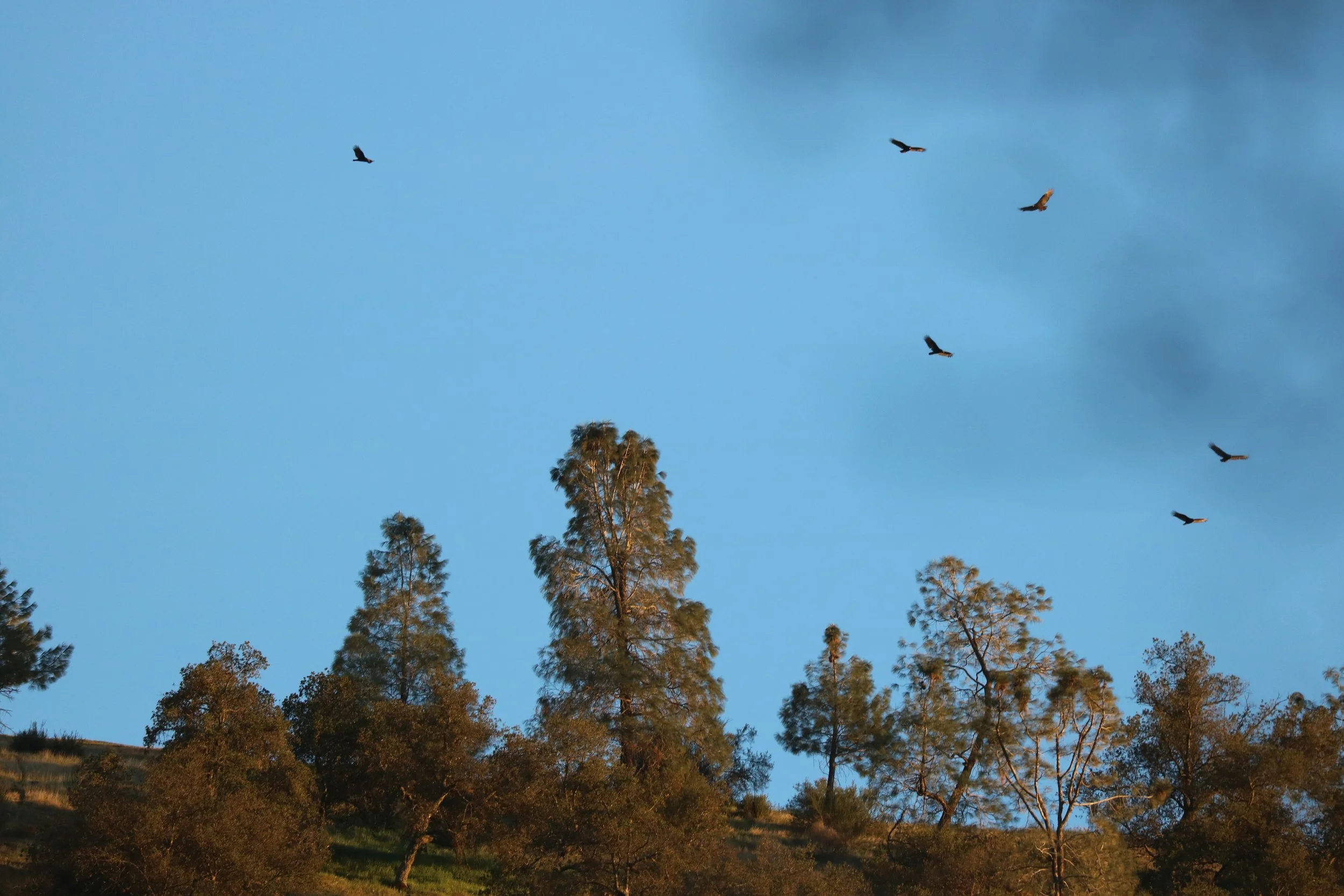 IMG_8494 vultures 9flying in kettle circles.JPG