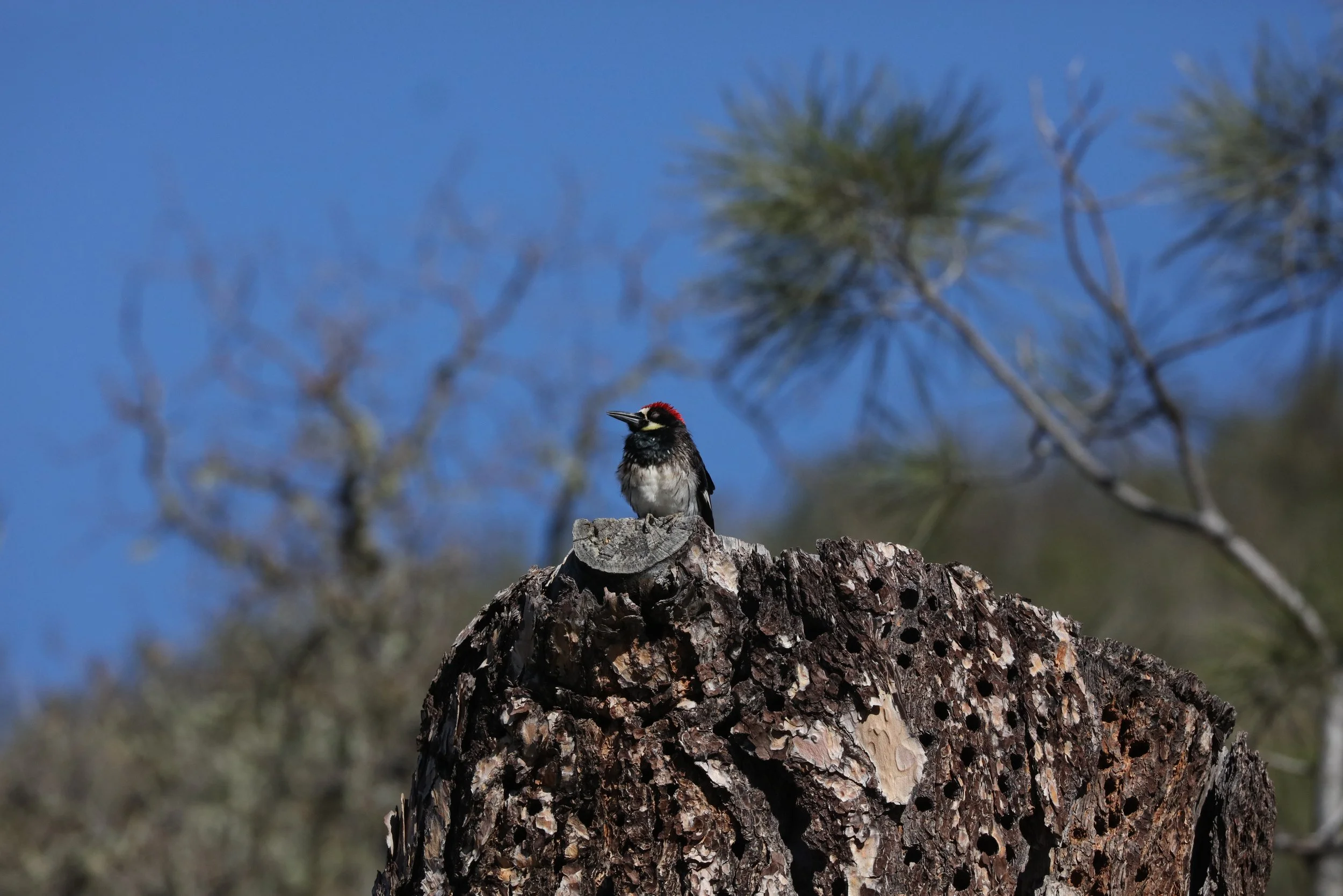 Another poser who gave me several good views. I would have paid him, but the park has a no feeding policy. Acorn Woodpecker. 