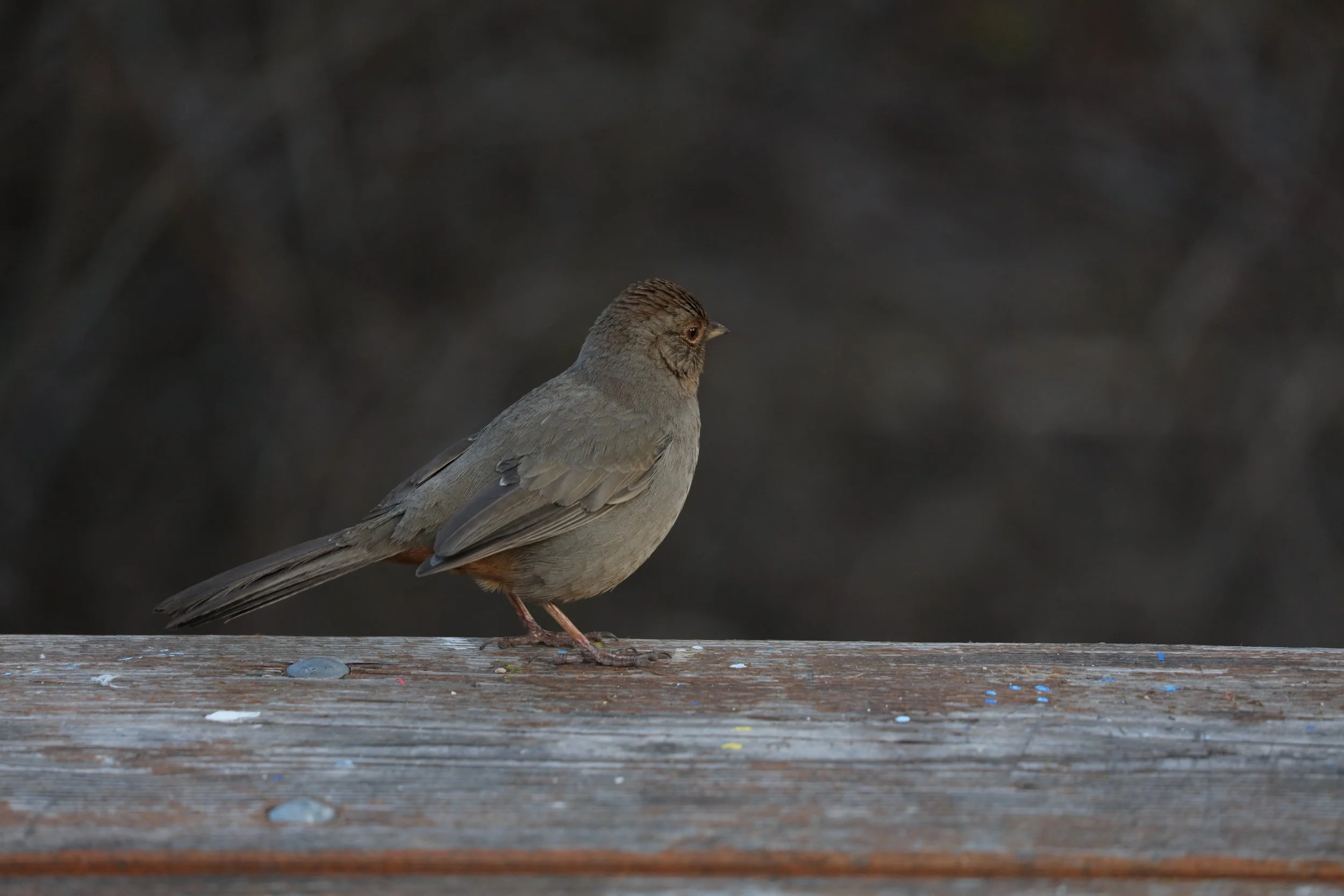 Easier to get are the camp birds. This California Towhee came visiting regularly. 