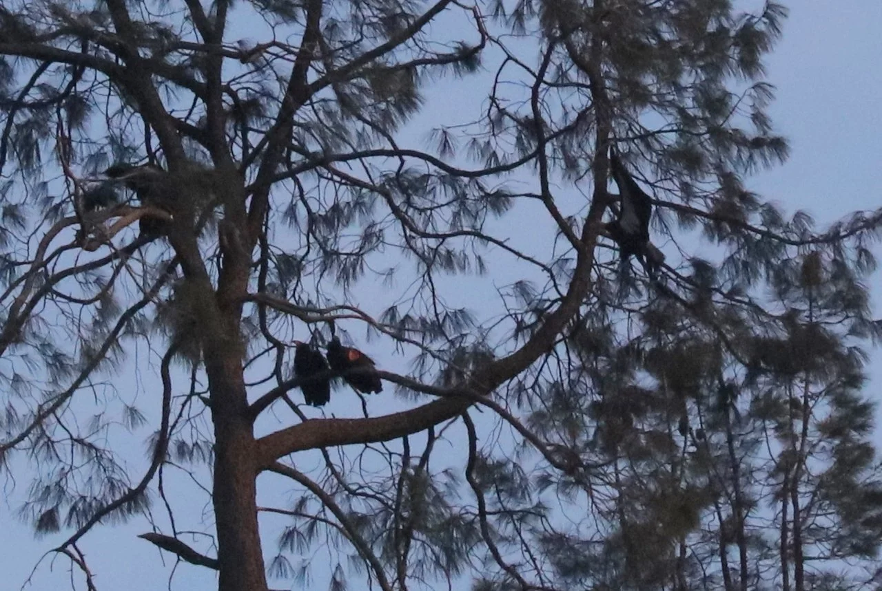 0R2A9589 evening roost better.JPG