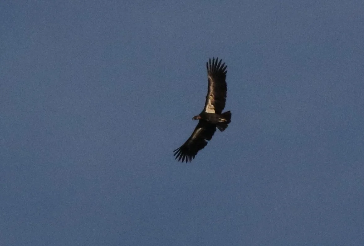 Pinnacles National Park Condors — Kingwood Birdbrains