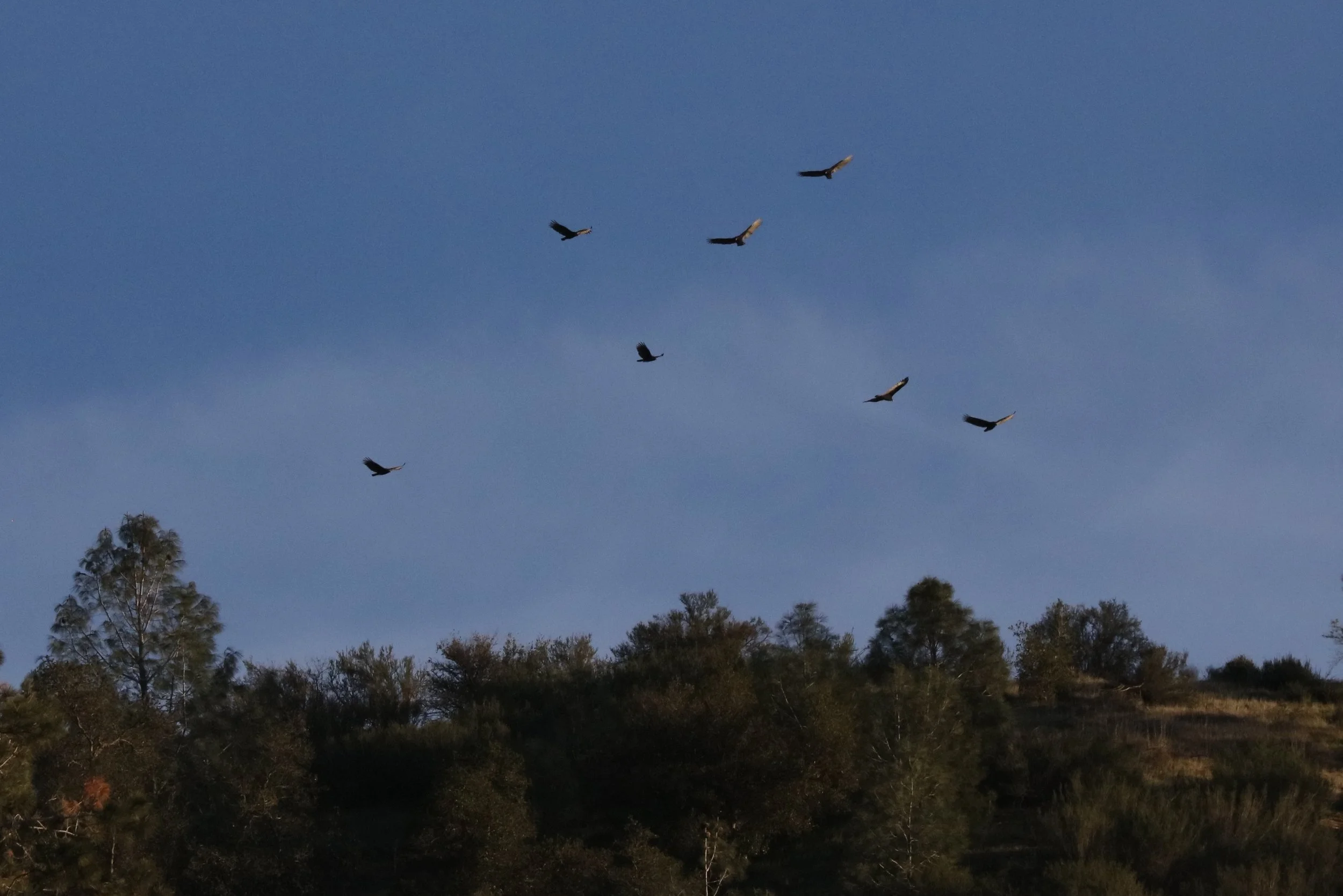 Lots of activity on our last night. A big flock of Vultures circled the ridge. 