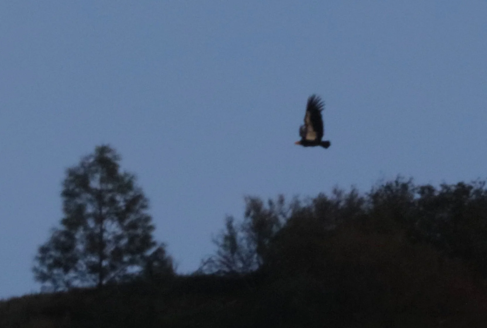 By dusk seven of them started to show.