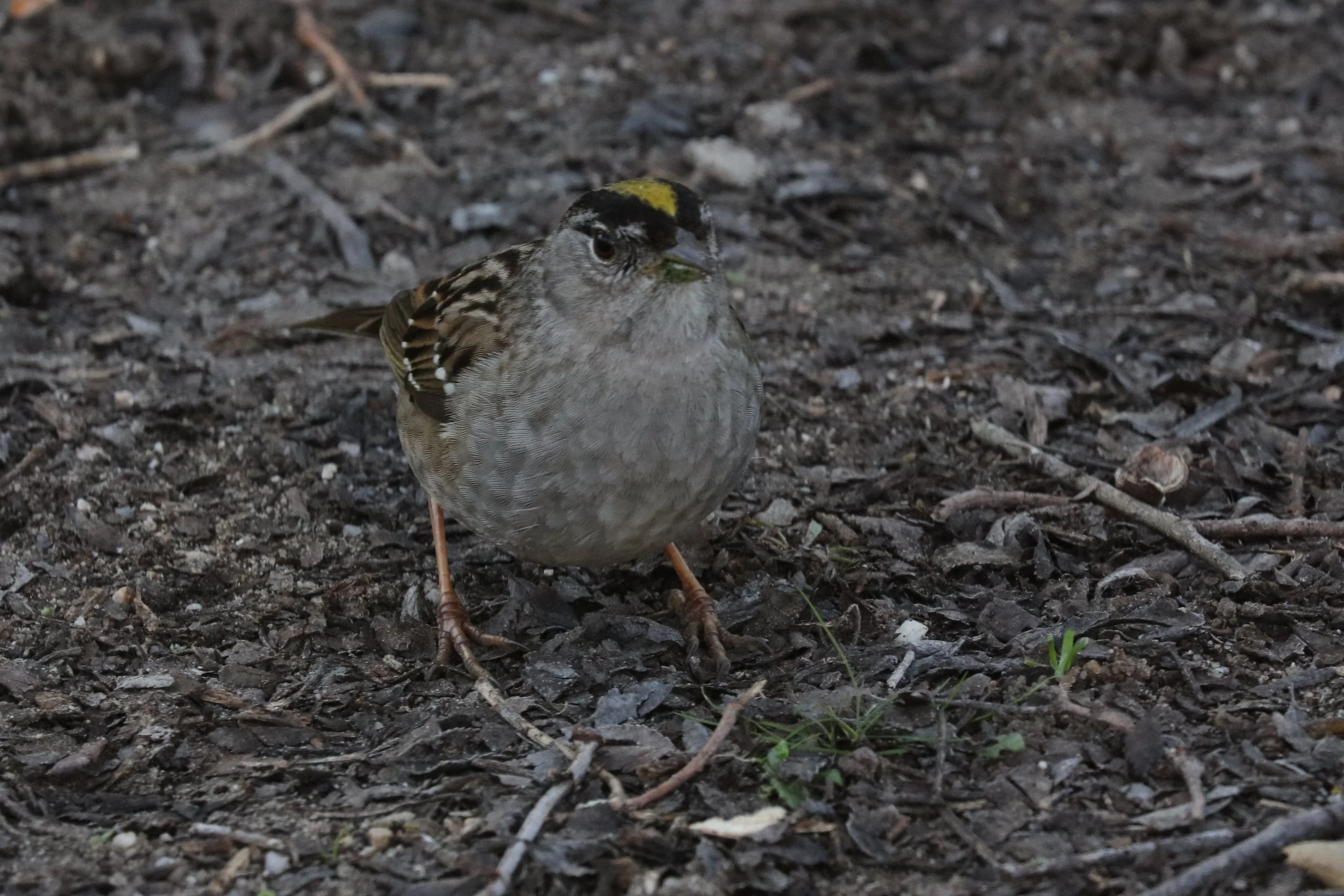 0R2A9438 golden crown sp.JPG