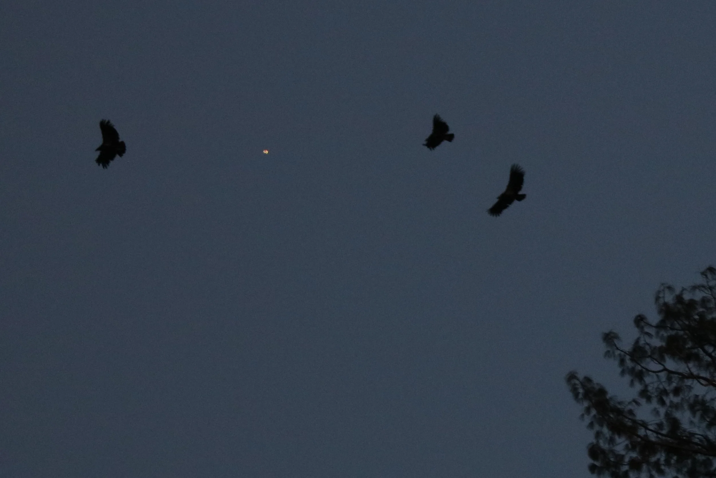 Pinnacles National Park Condors — Kingwood Birdbrains