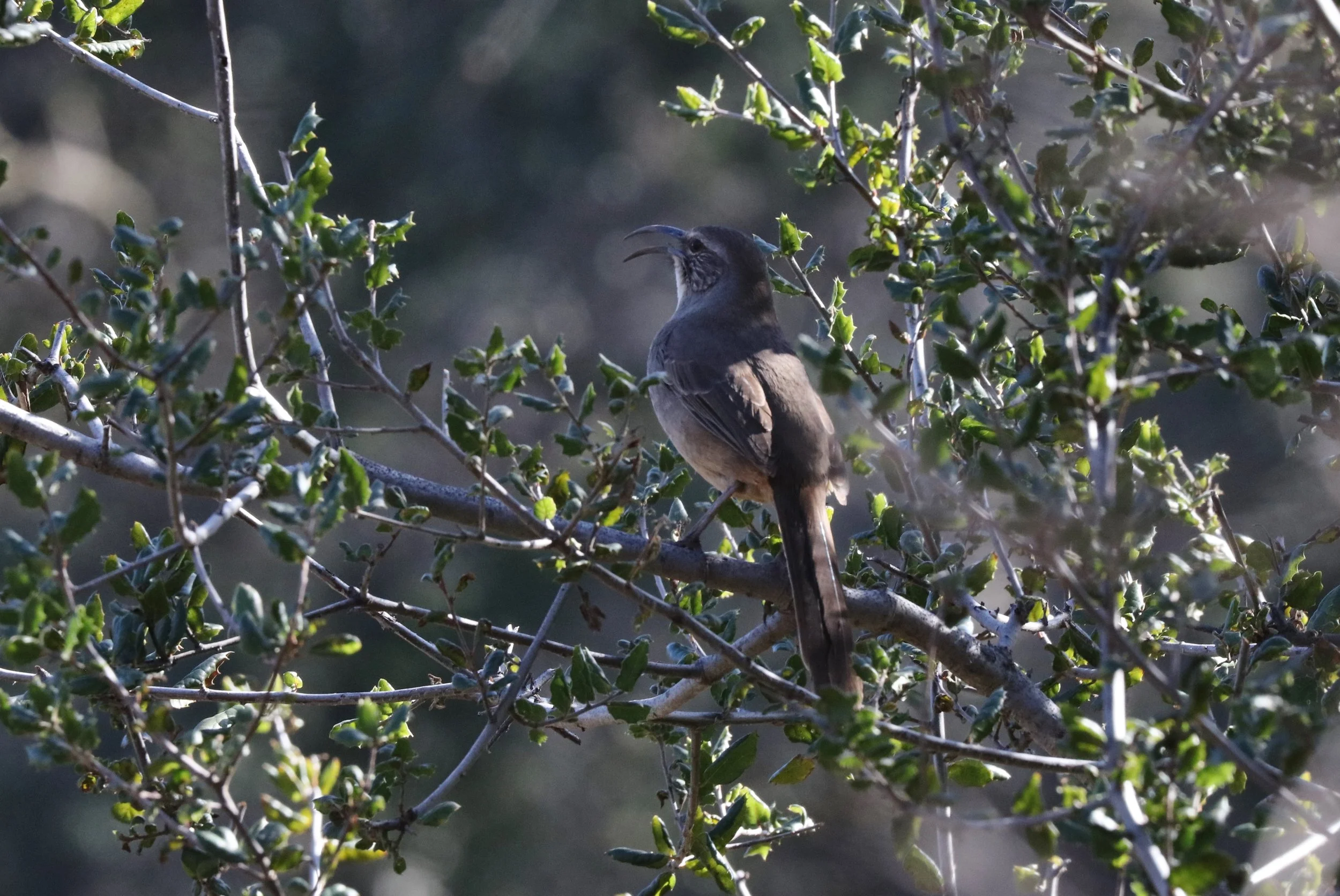 Back at camp the birds were giving us a serenade. California Thrasher