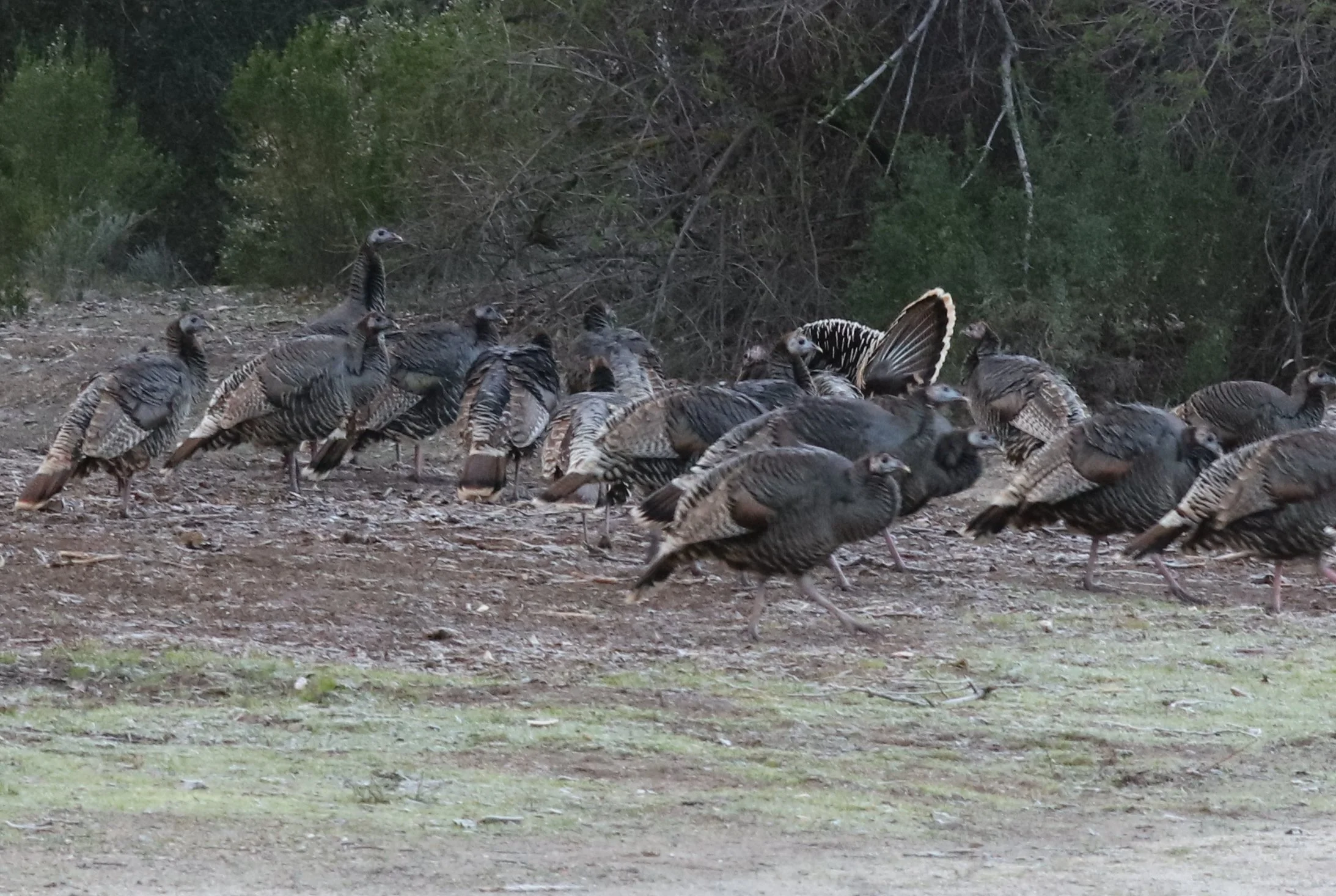 Our first sight coming into the park a flock of turkeys about 30 of them. 