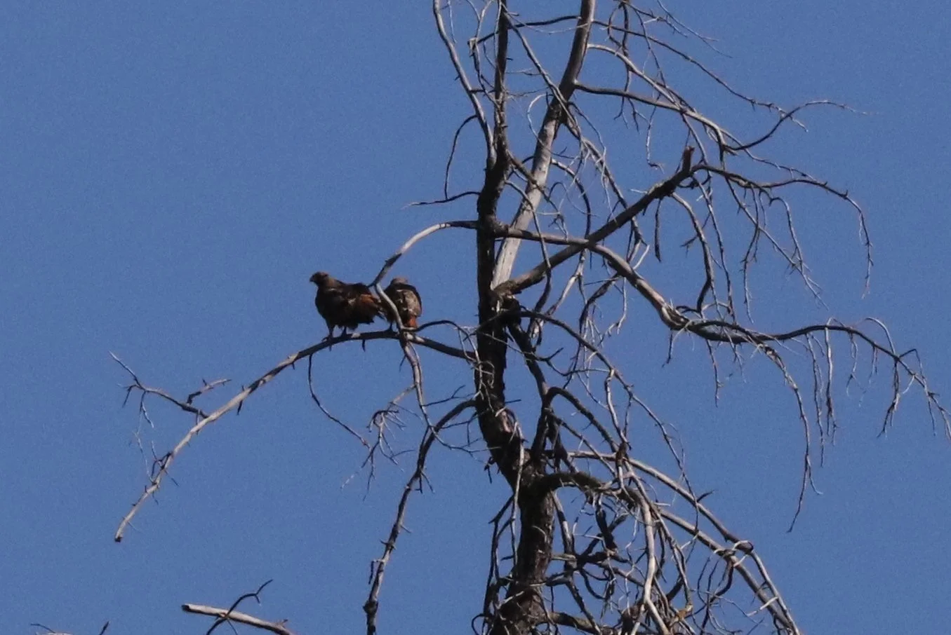 These Redtails have finished their courtship, um, now it's time to build a nest. Love was in the air all over.