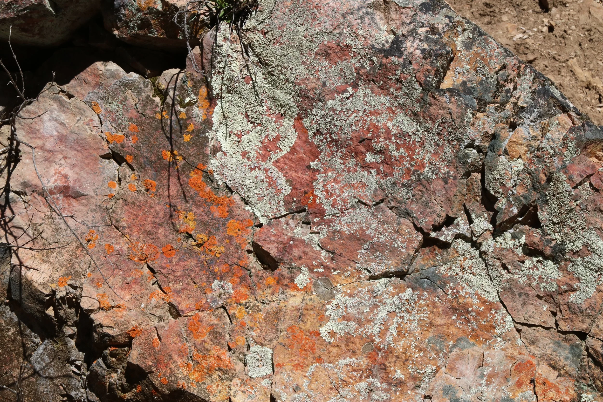 Natures colors and patterns in rock lichen.