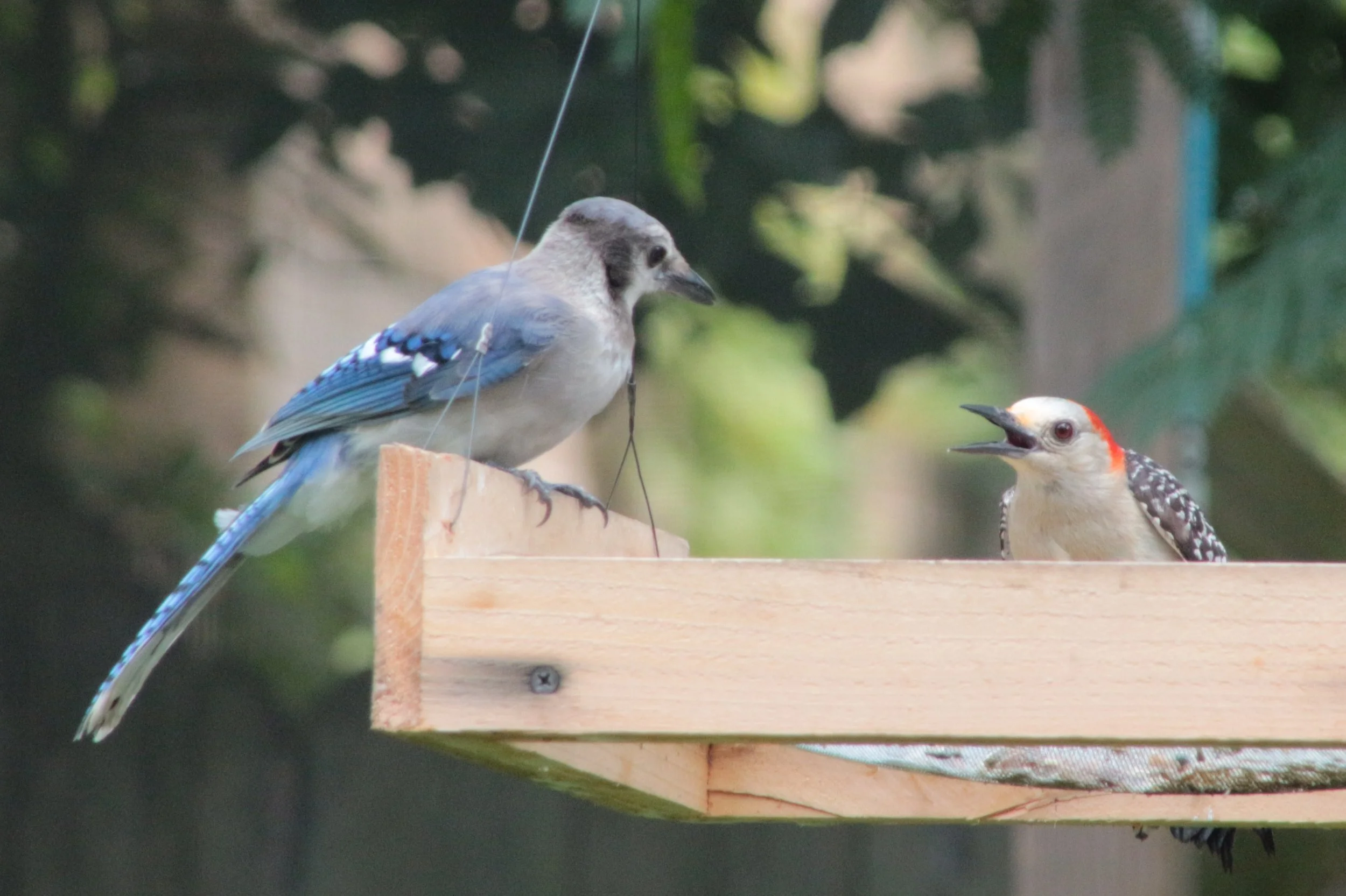 Backyard Bird Habitats — Kingwood Birdbrains