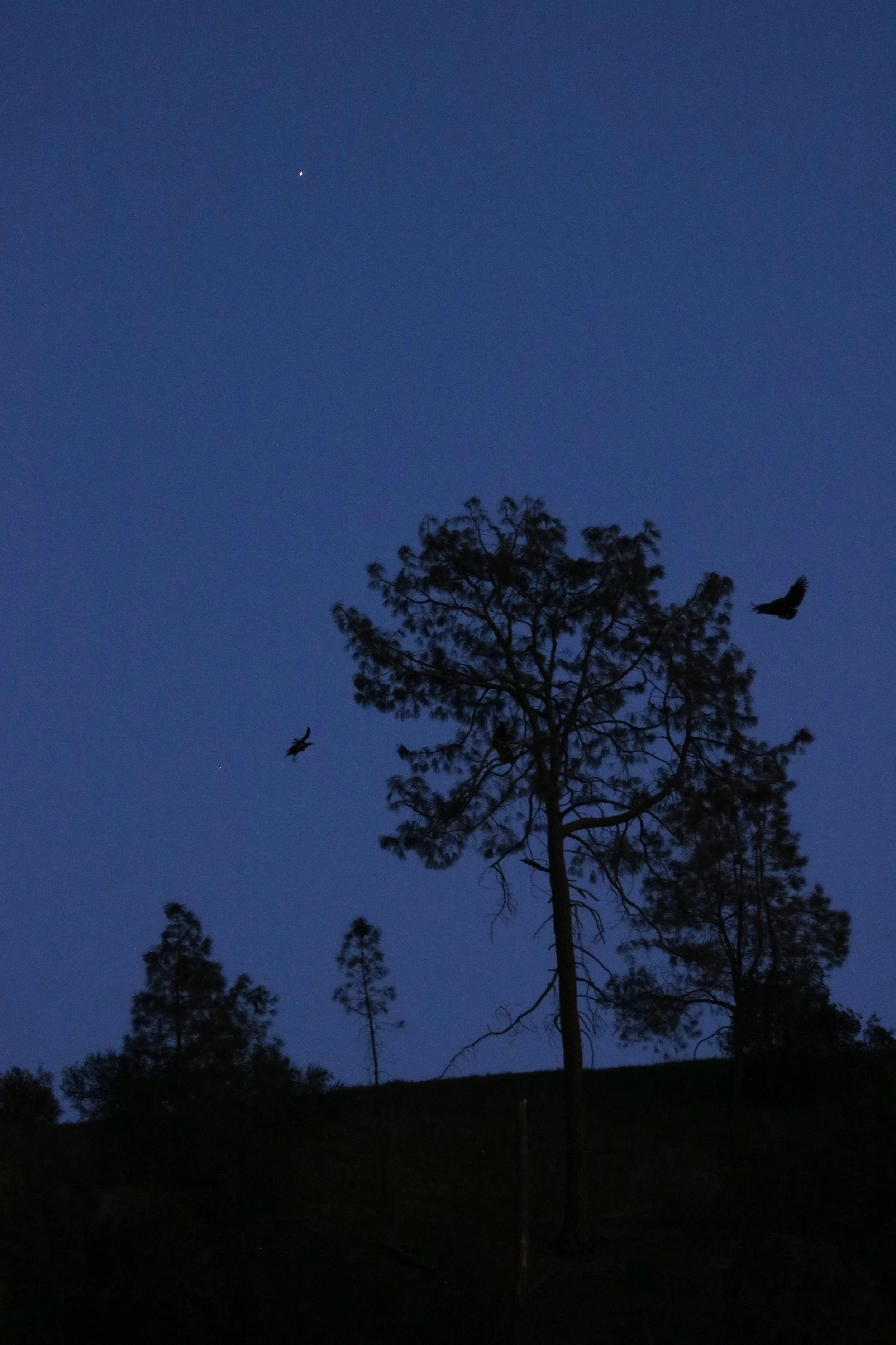 Then, one by one they settled down to sleep.