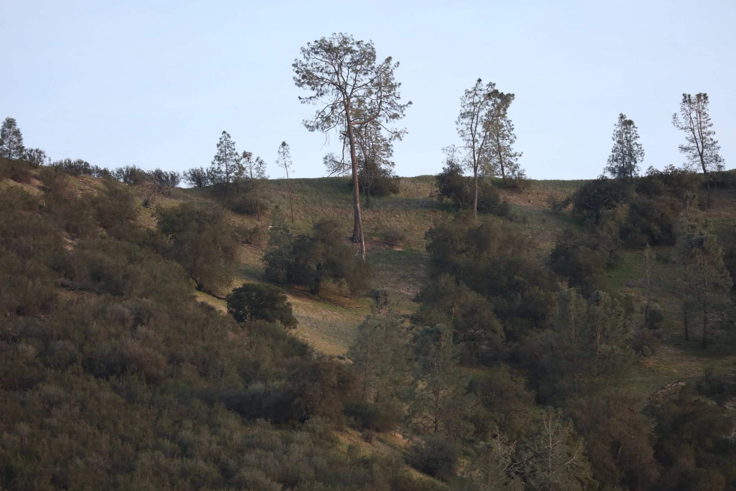 In the Pinnacles National Park. The center tallest tree is the Condor roosting tree.  The park has telescopes set across from the camp office and store for use. The condors come to roost near dusk. 