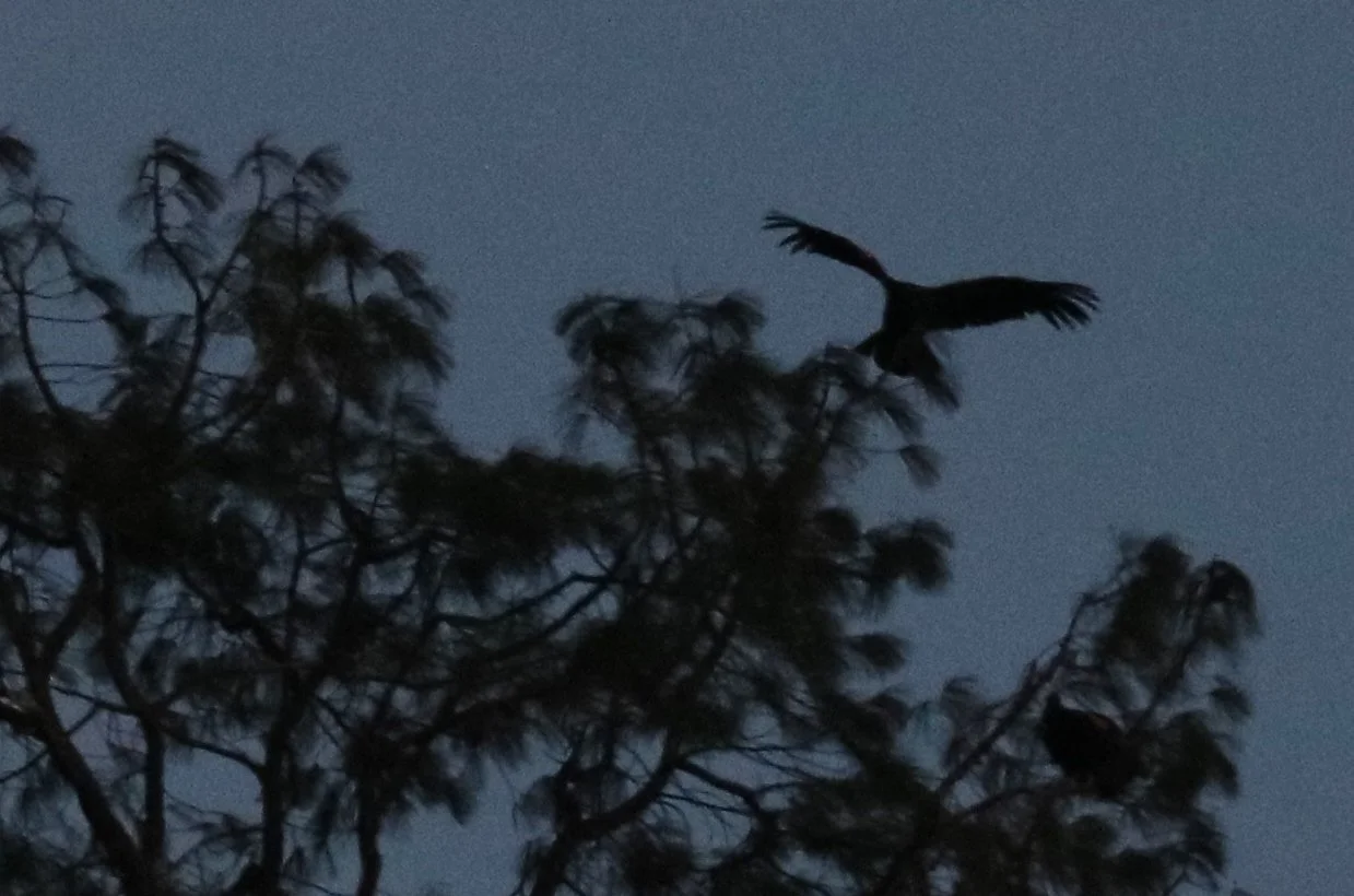 They came in one by one and then did a ballet, circling the tree until near dark. 