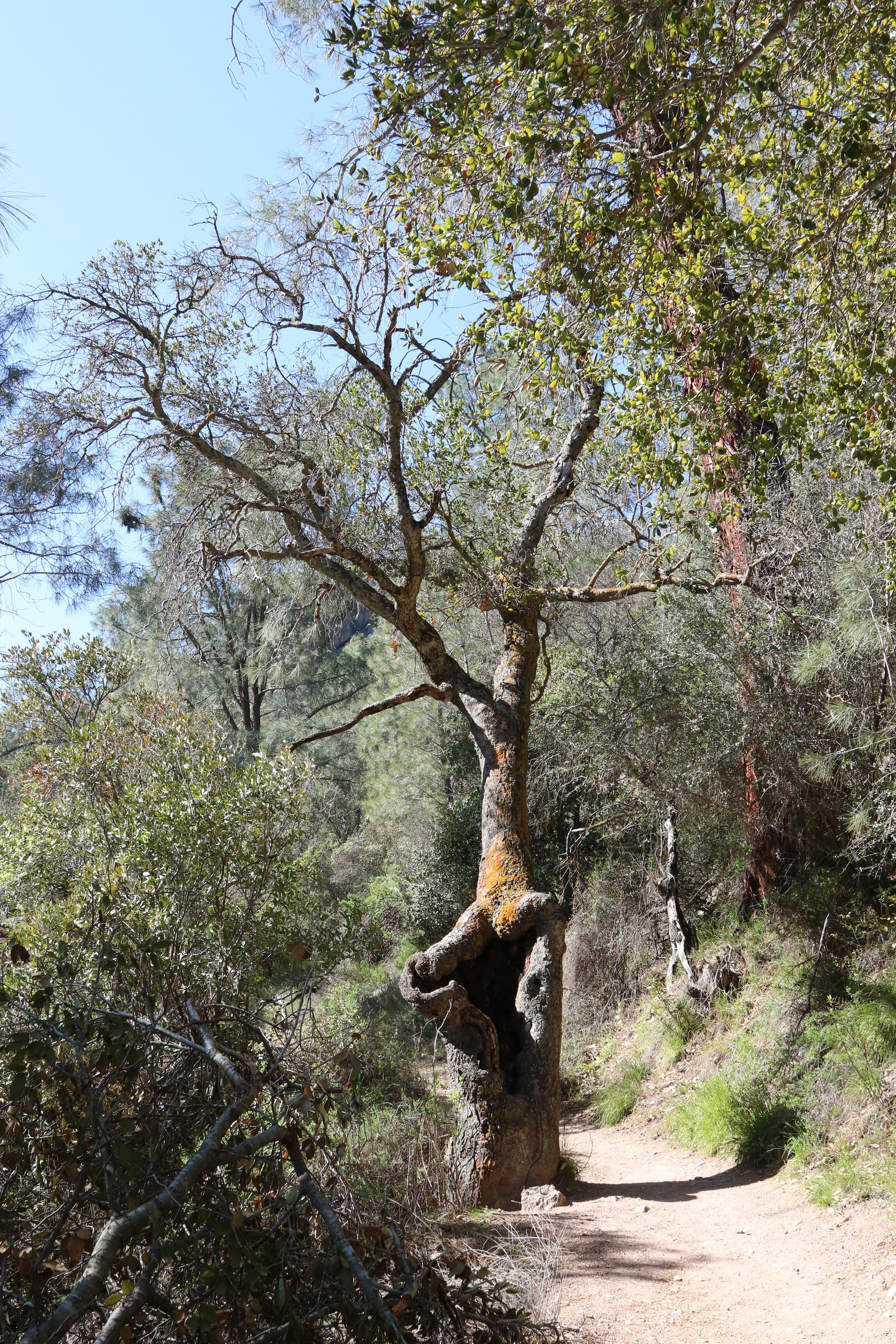 Love the trees in this park. Too many to amazing oaks to choose from. 