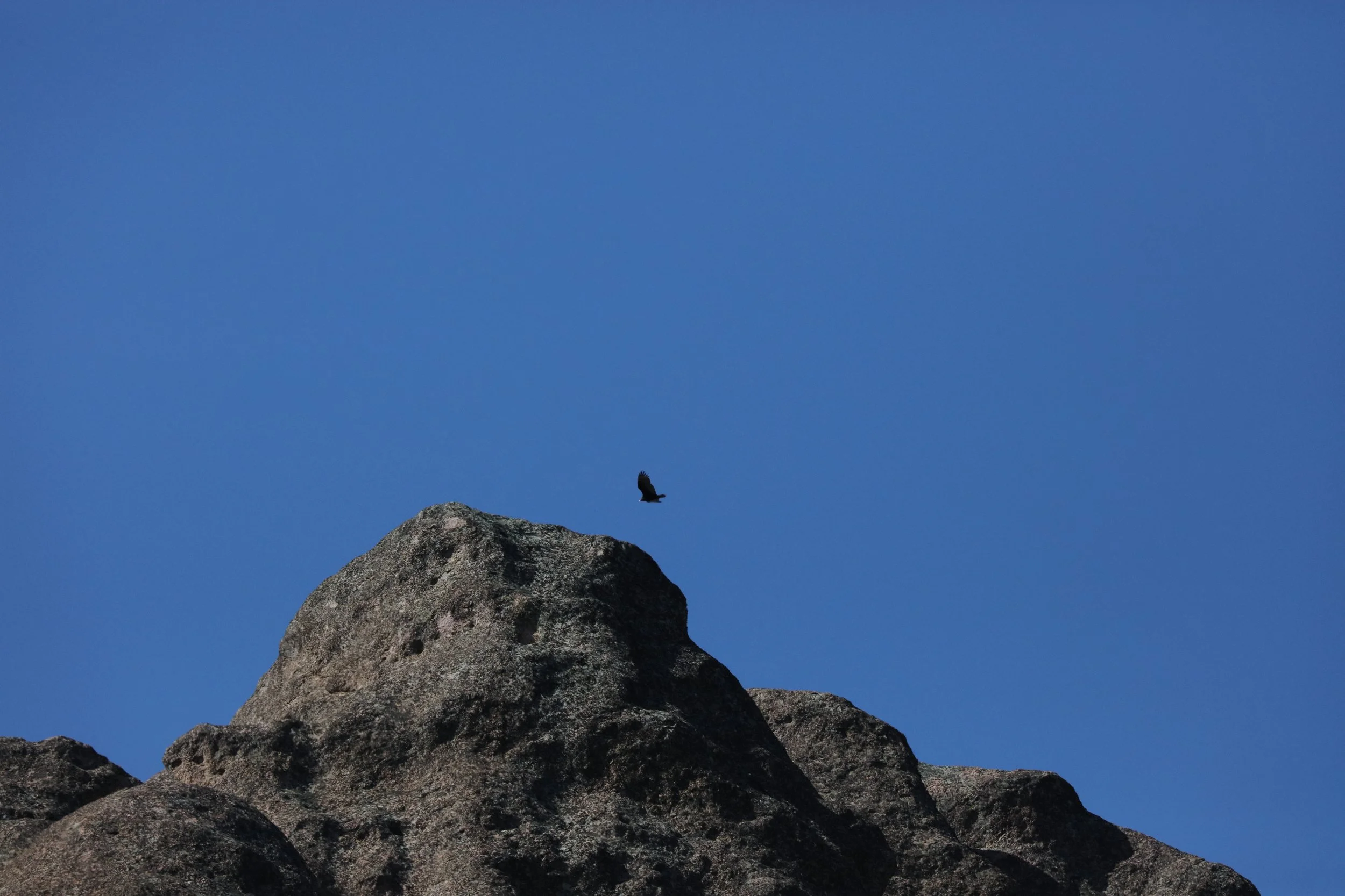 Not sure that's a condor, but it was the only big bird I saw before turning back. 