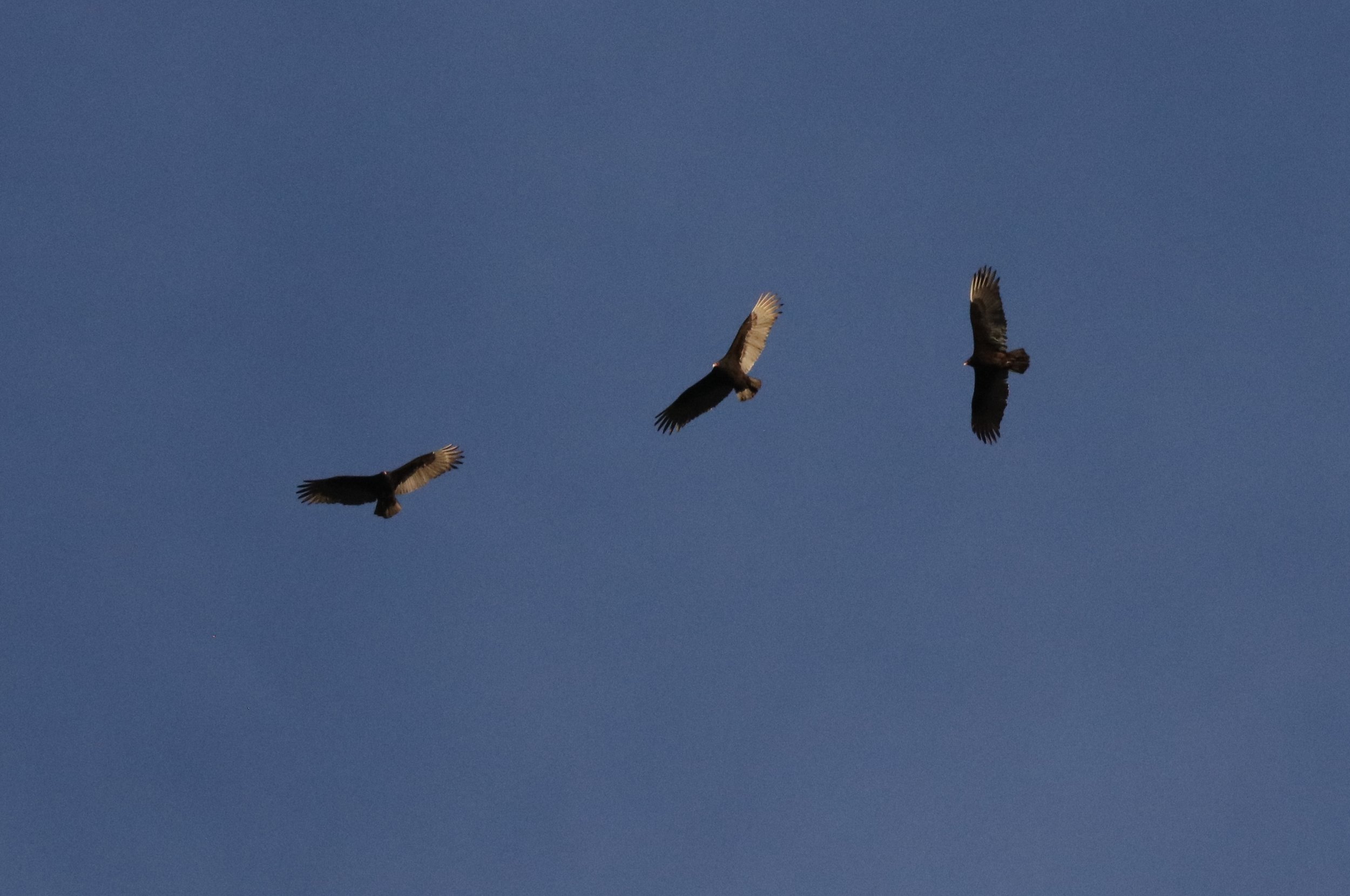 The light shining off the lower wing feathers indicates vultures. 