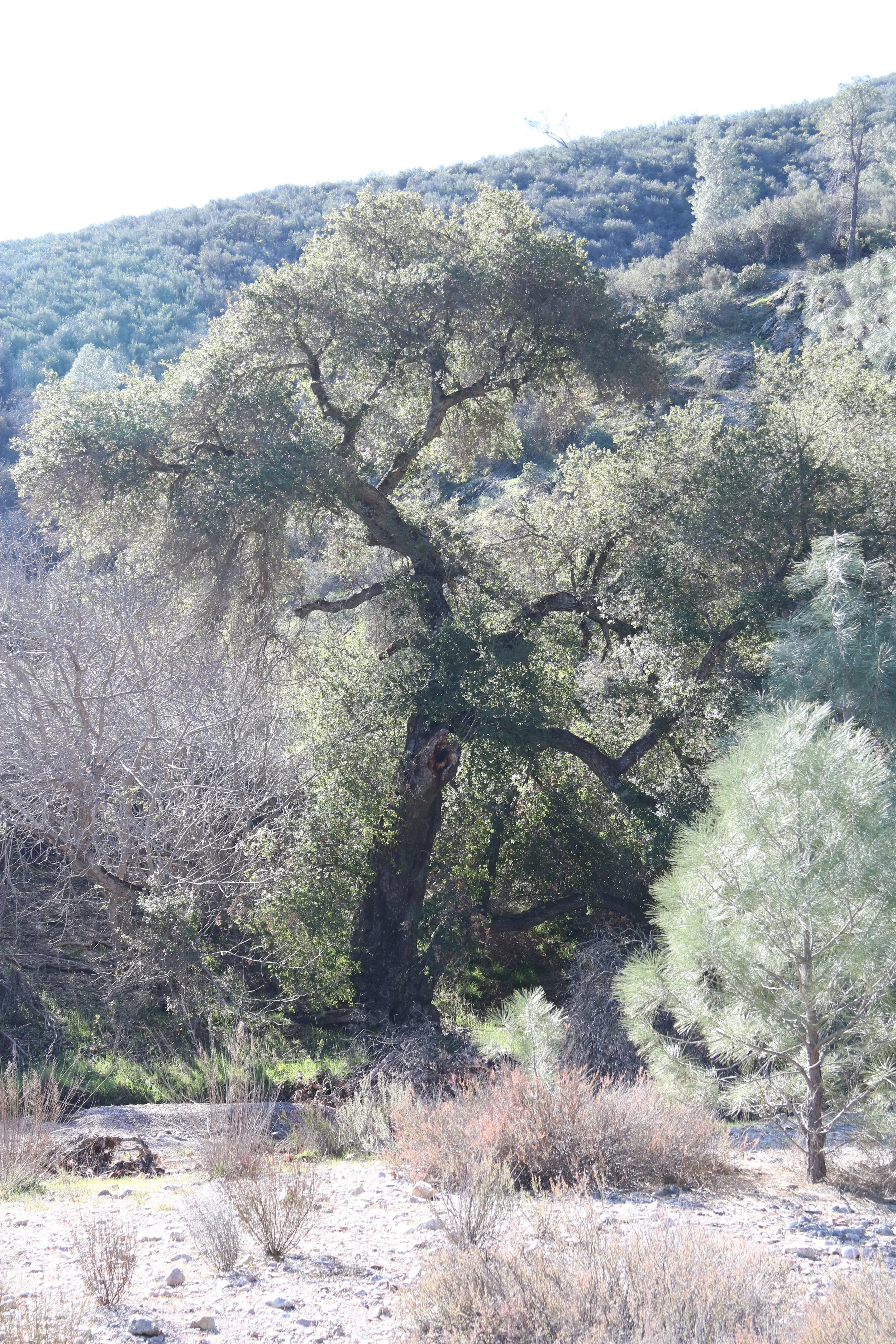 Oak on the bank in the sun.