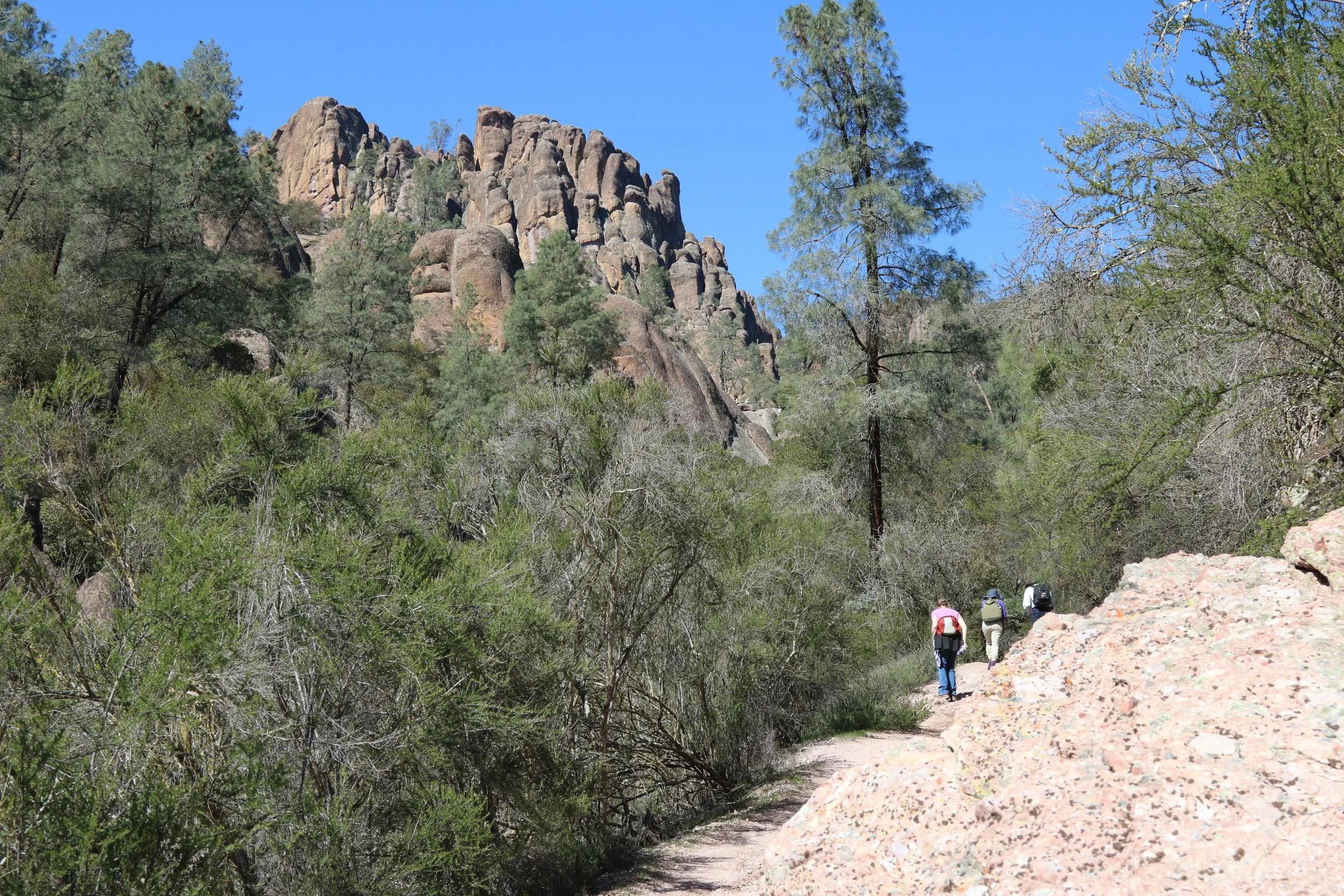 There is a flat boulder that can be seen on the left side of the tall pine in the distance. That isn't the viewing area. Where we wanted to go was another mile or more. Too far for me to go with Greg unable to continue. Other hikers told me it was we